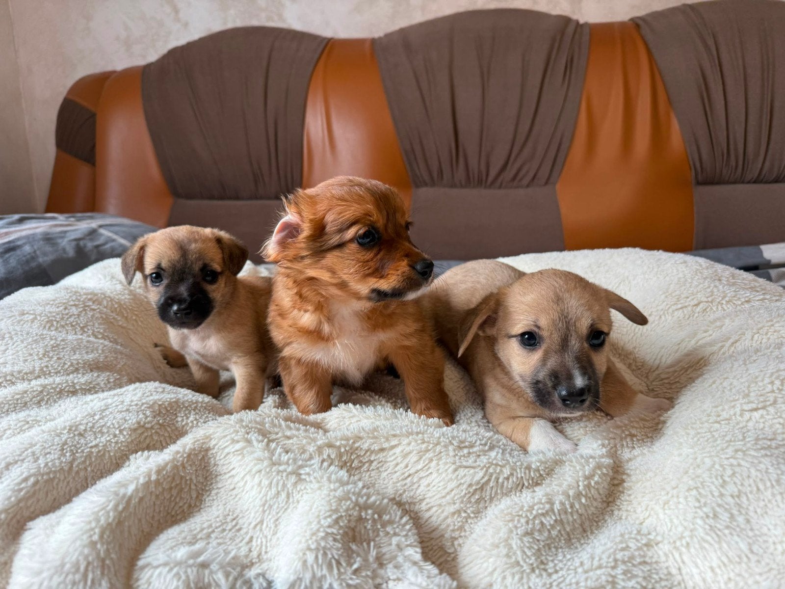 Kleinblijvende-puppy's zoeken een thuis, Dieren en Toebehoren, Particulier, Overige rassen, 8 tot 15 weken, Buitenland