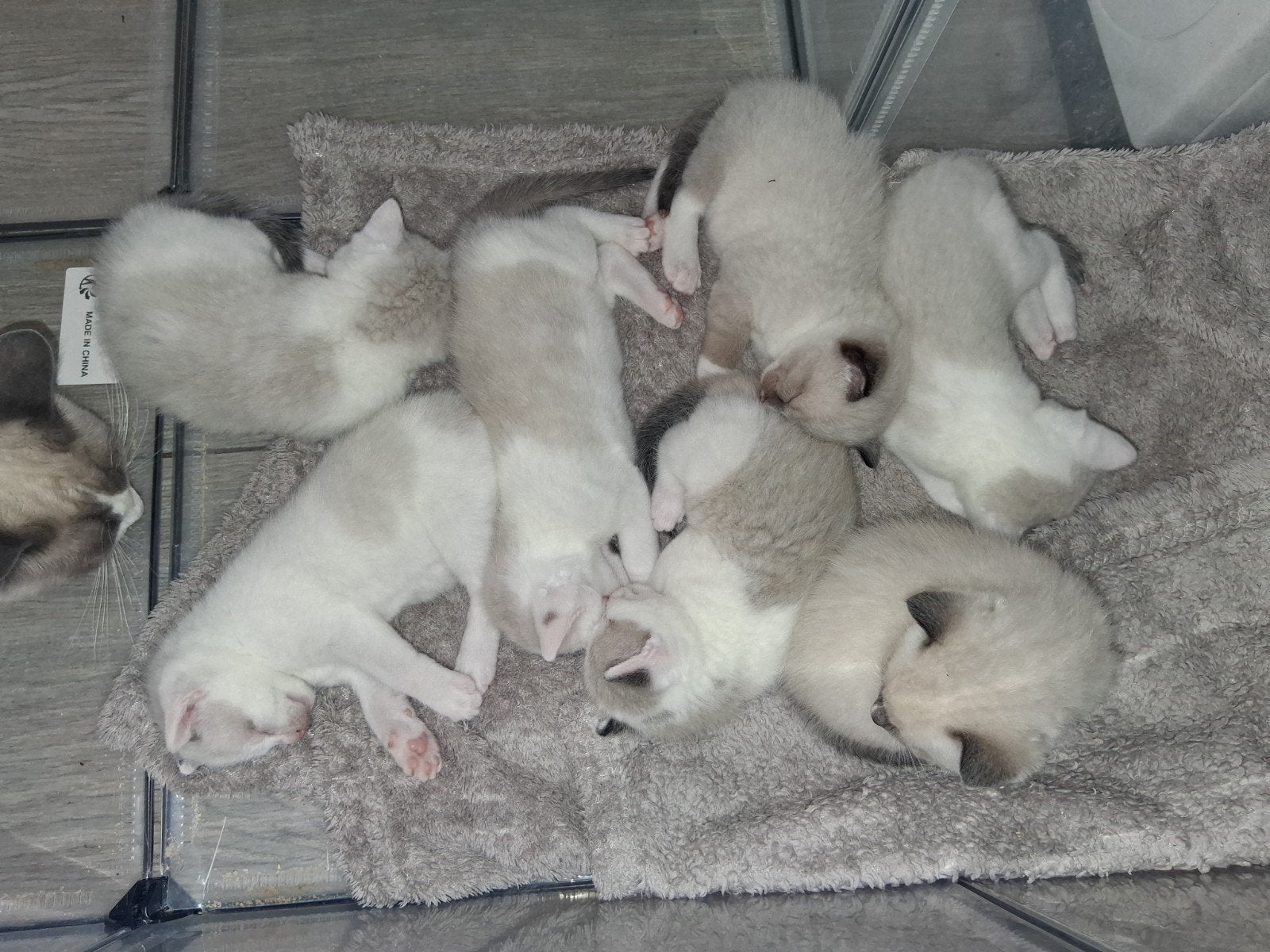 Snowshoe siamees kittens, mogen meteen mee, Dieren en Toebehoren, Meerdere dieren, Ontwormd, 0 tot 2 jaar