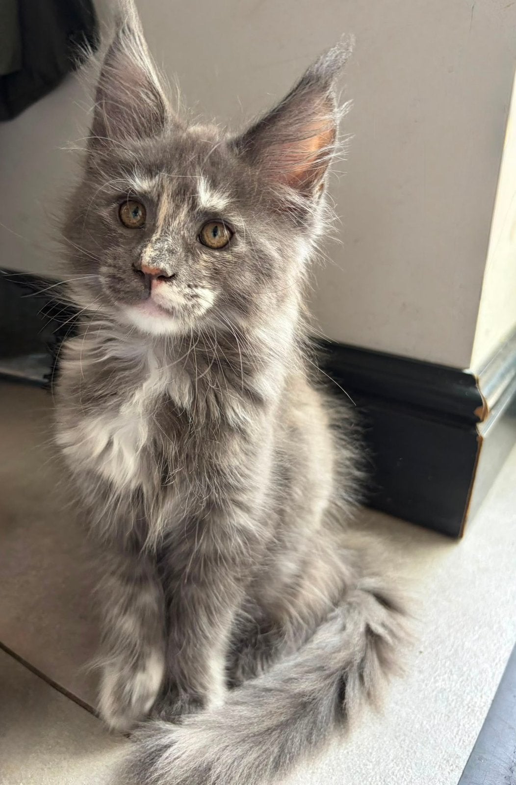 Maine coon kittens met stamboom, Dieren en Toebehoren, Katten en Kittens | Raskatten | Langhaar, Meerdere dieren, Met stamboom