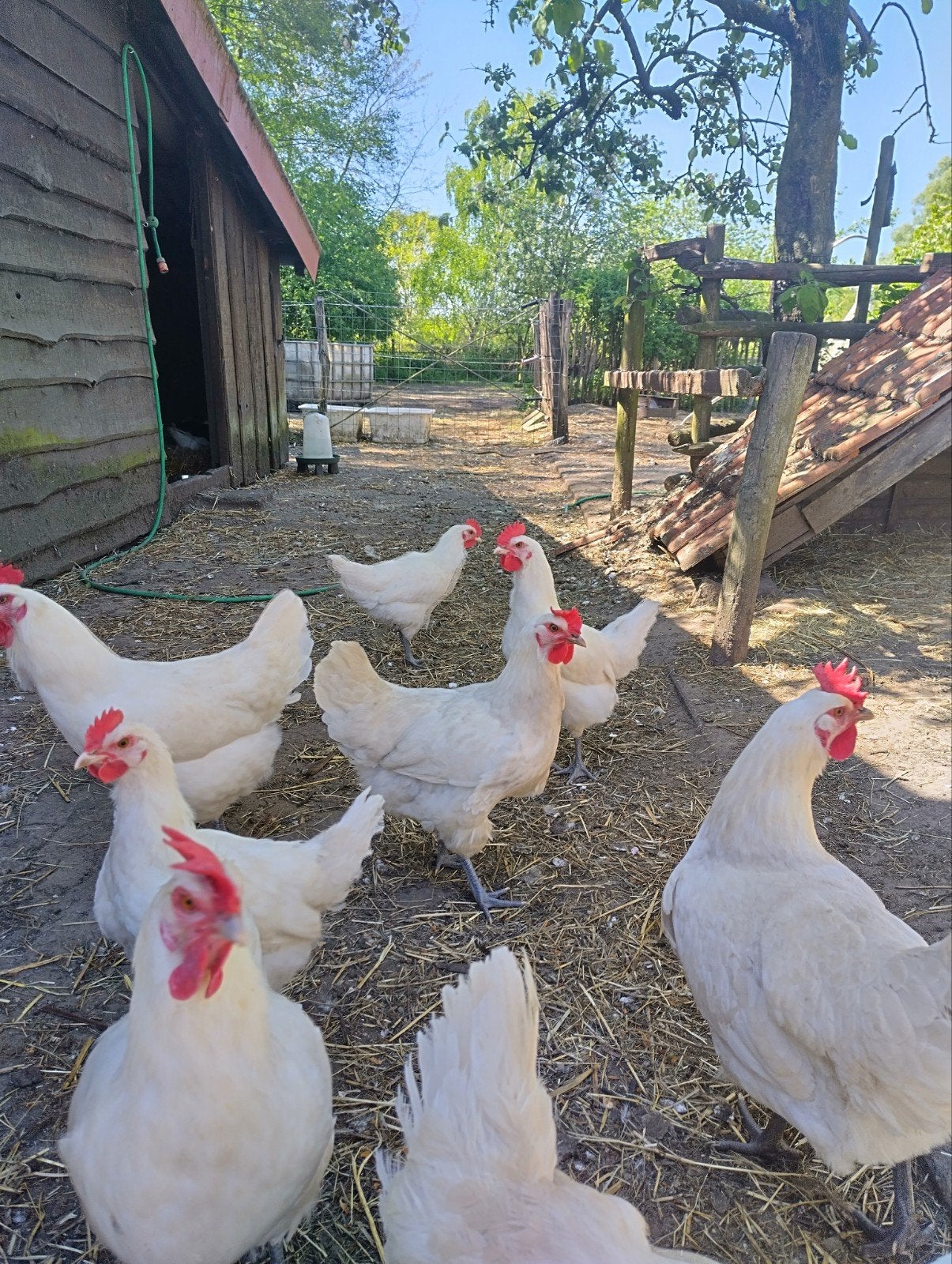 Poule de Bresse, Dieren en Toebehoren, Meerdere dieren, Kip