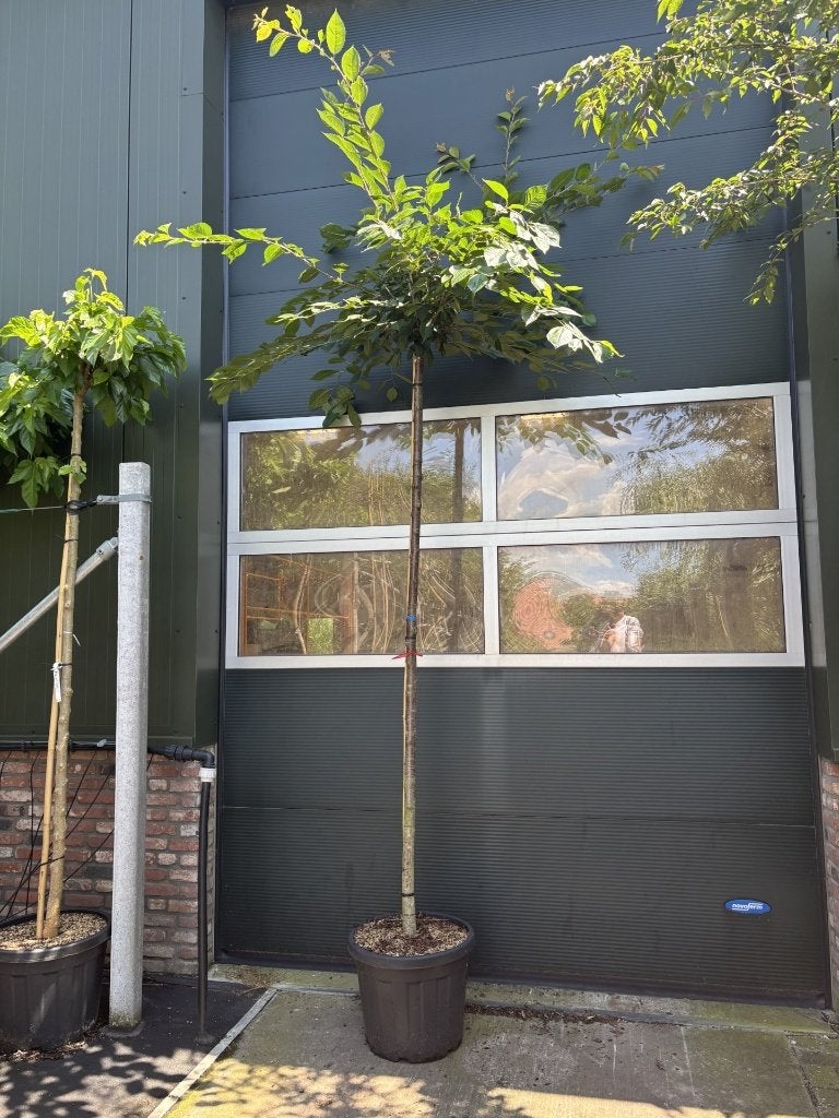 Prunus ‘Accolade’ 12/14 – ca. 220 cm, Halfschaduw, Lente, Ophalen, In pot