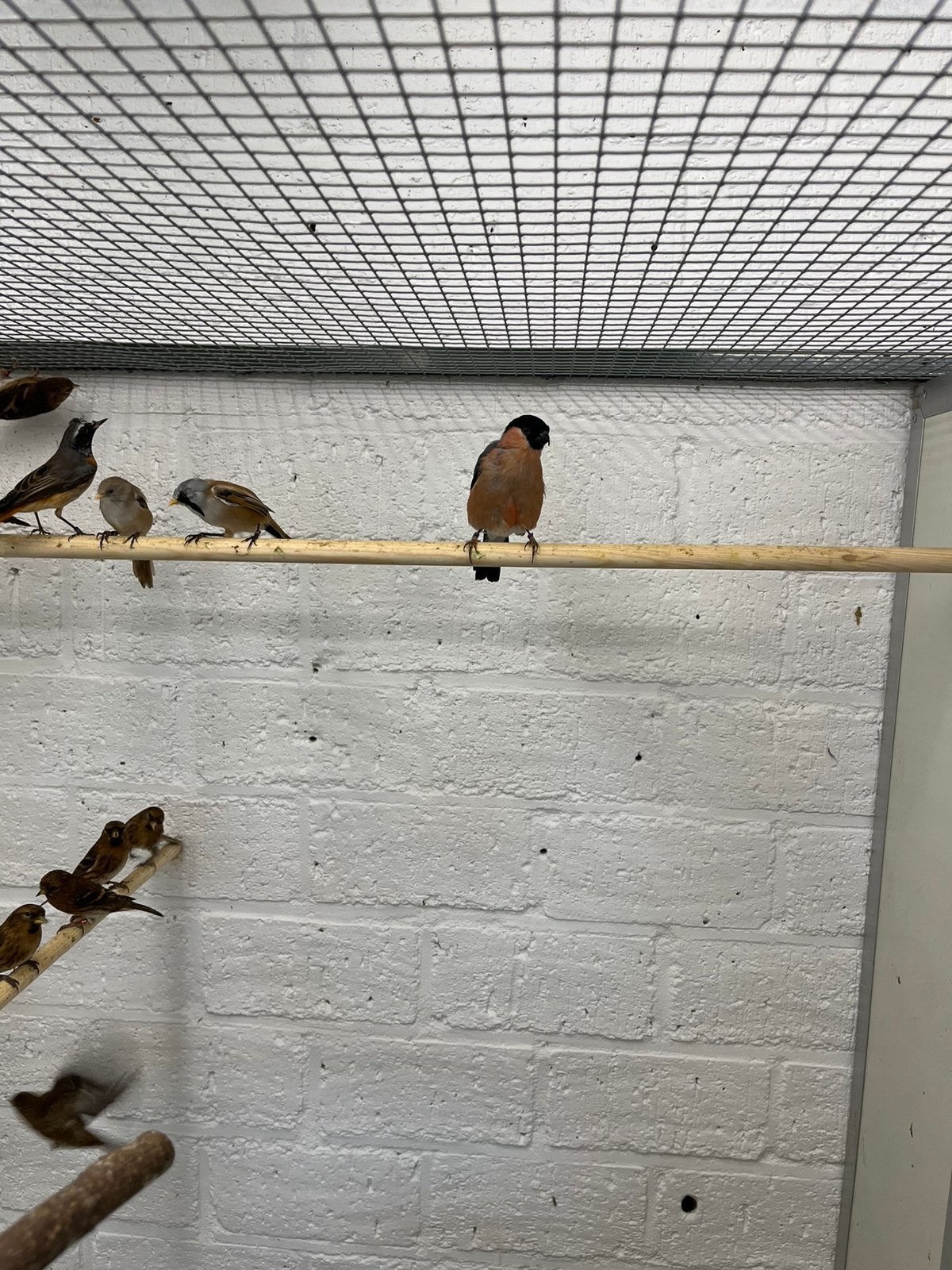 Noorse goudvink man van 2025 aangeboden, Dieren en Toebehoren, Mannelijk, Wildzangvogel, Geringd