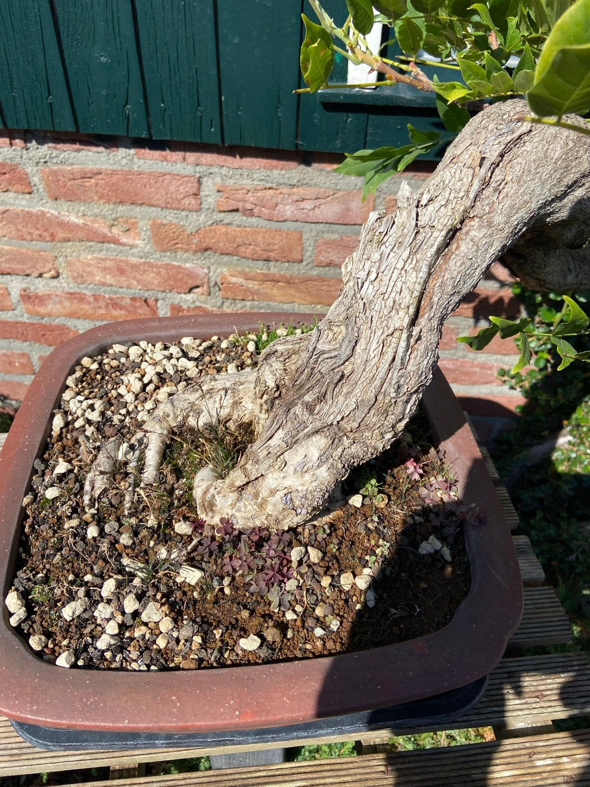 Prachtige Wisteria Bonsai - Bloeiende Blauwe Regen, Ophalen, Volle zon, Vaste plant, Klimplanten