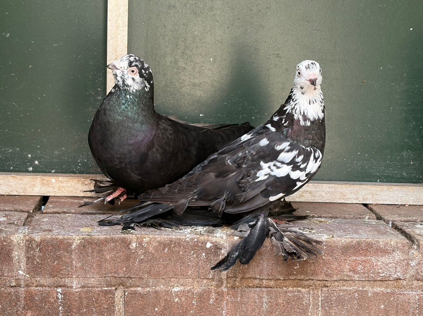 Koppel sierduiven, Dieren en Toebehoren, Vogels | Duiven, Geslacht onbekend, Overige soorten
