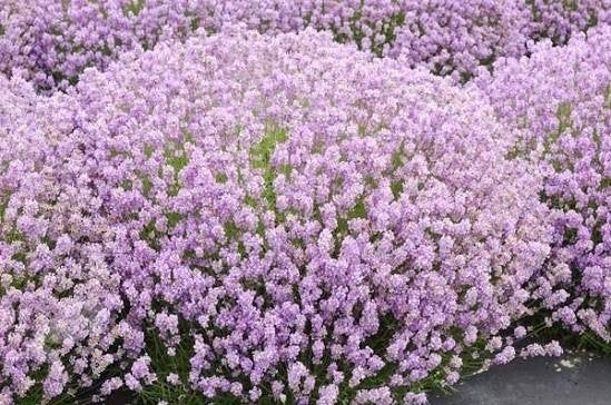 Lavendel ang Rosea. Roze lavendel planten. P9 bodembedekker, Bodembedekkers, Volle zon, Vaste plant, Ophalen of Verzenden