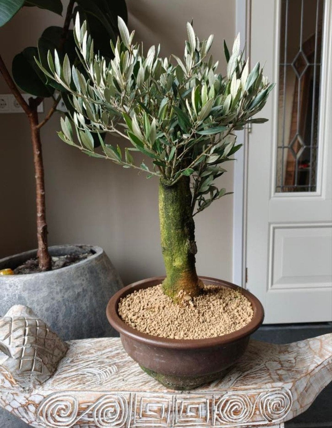 Olea Europaea 'Olijf' Bonsai 50cm, Bloeit niet, Overige soorten, Minder dan 100 cm, Ophalen