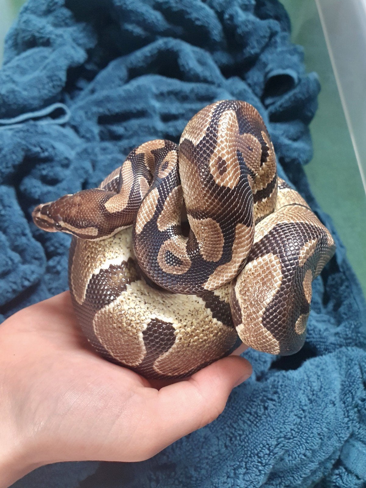 Prachtige handtamme koningspython! Ball Python photo 6