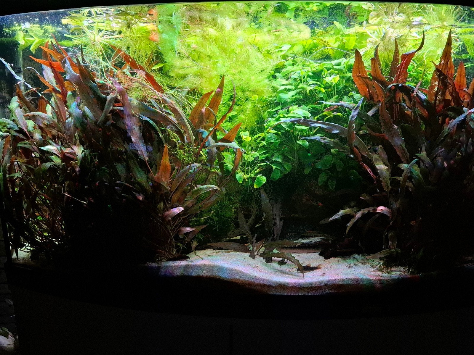 Compleet draaiend nette Juwel vision 450, helialux, 2x Eheim, Ophalen, Inclusief controller, Gevuld zoetwateraquarium, Juwel