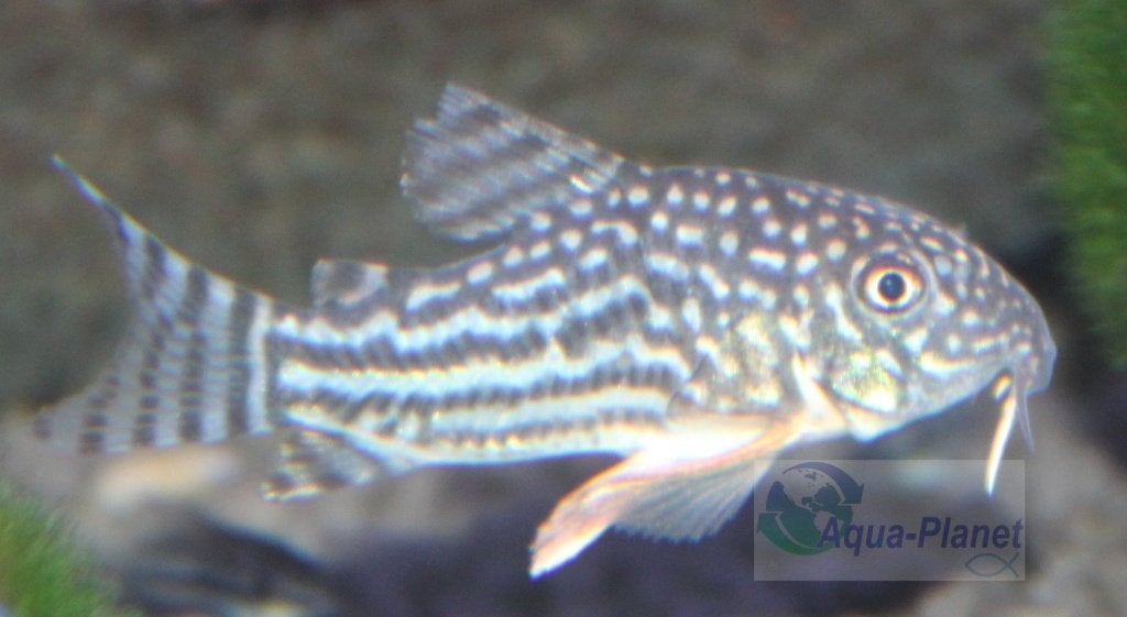 Corydoras sterbai, Dieren en Toebehoren, Vis, Zoetwatervis, Schoolvis