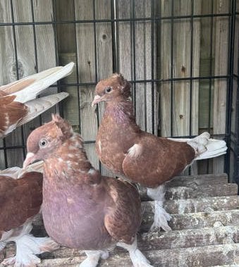 Takla duiven, Meerdere dieren