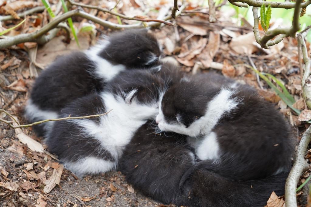 4 lieve kittens en 2 jonge poezen te koop, Dieren en Toebehoren, Katten en Kittens | Overige Katten, Poes, Kortharig, 0 tot 2 jaar