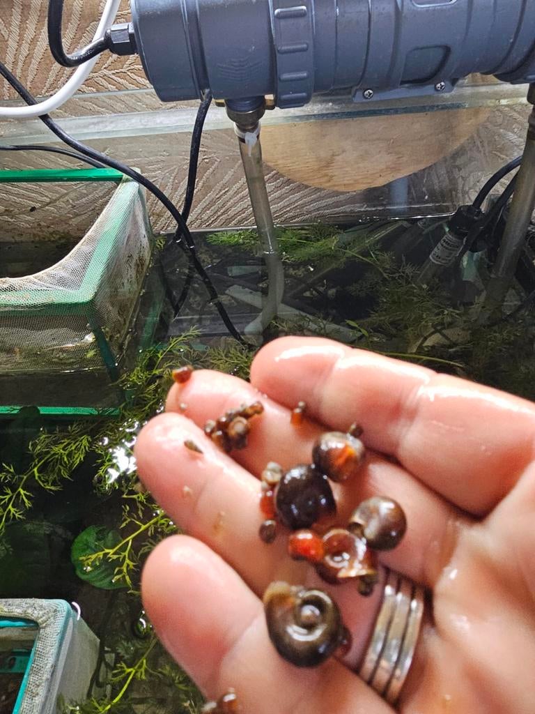 Posthoornslakken, Overige soorten