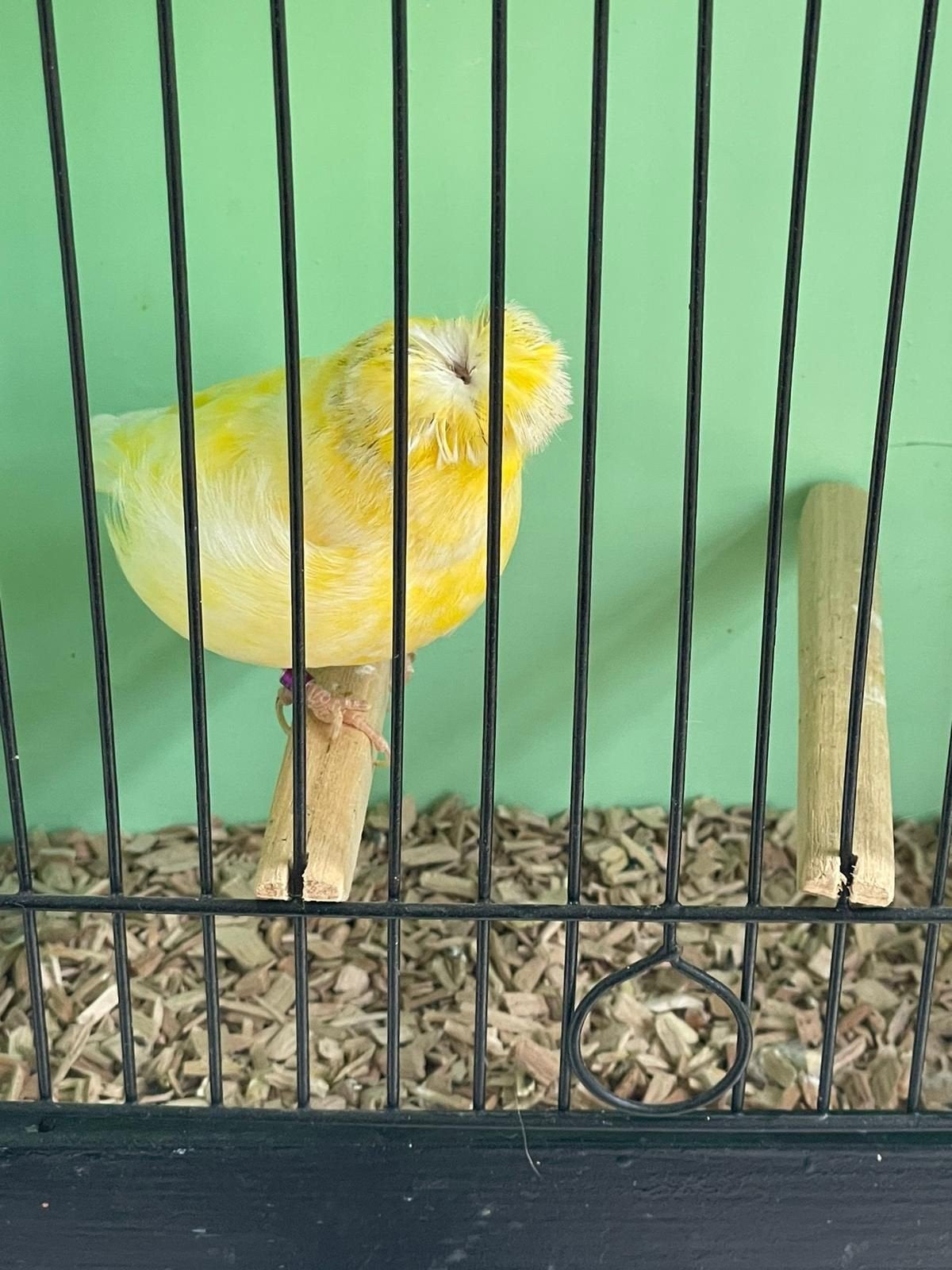 TE KOOP GEVRAAGD PAAR KOPPEL GLOSTERS, Dieren en Toebehoren