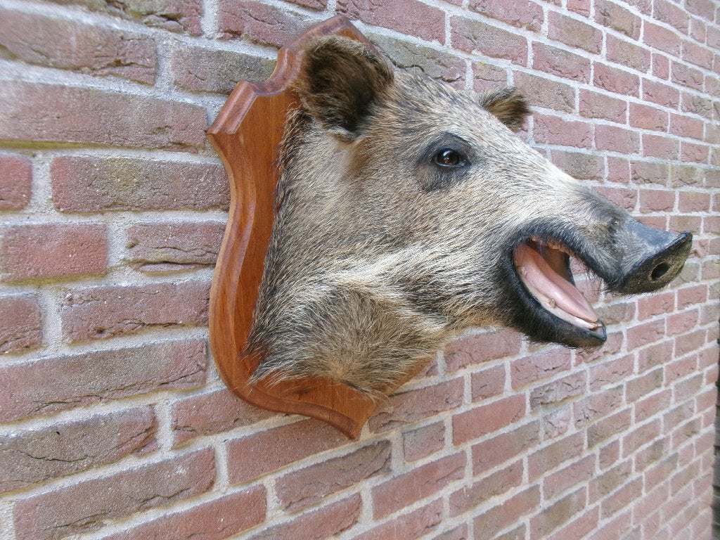Prachtig opgezet wilde zwijnen kopje op schild, Verzamelen, Dierenverzamelingen, Ophalen of Verzenden, Zo goed als nieuw, Wild dier