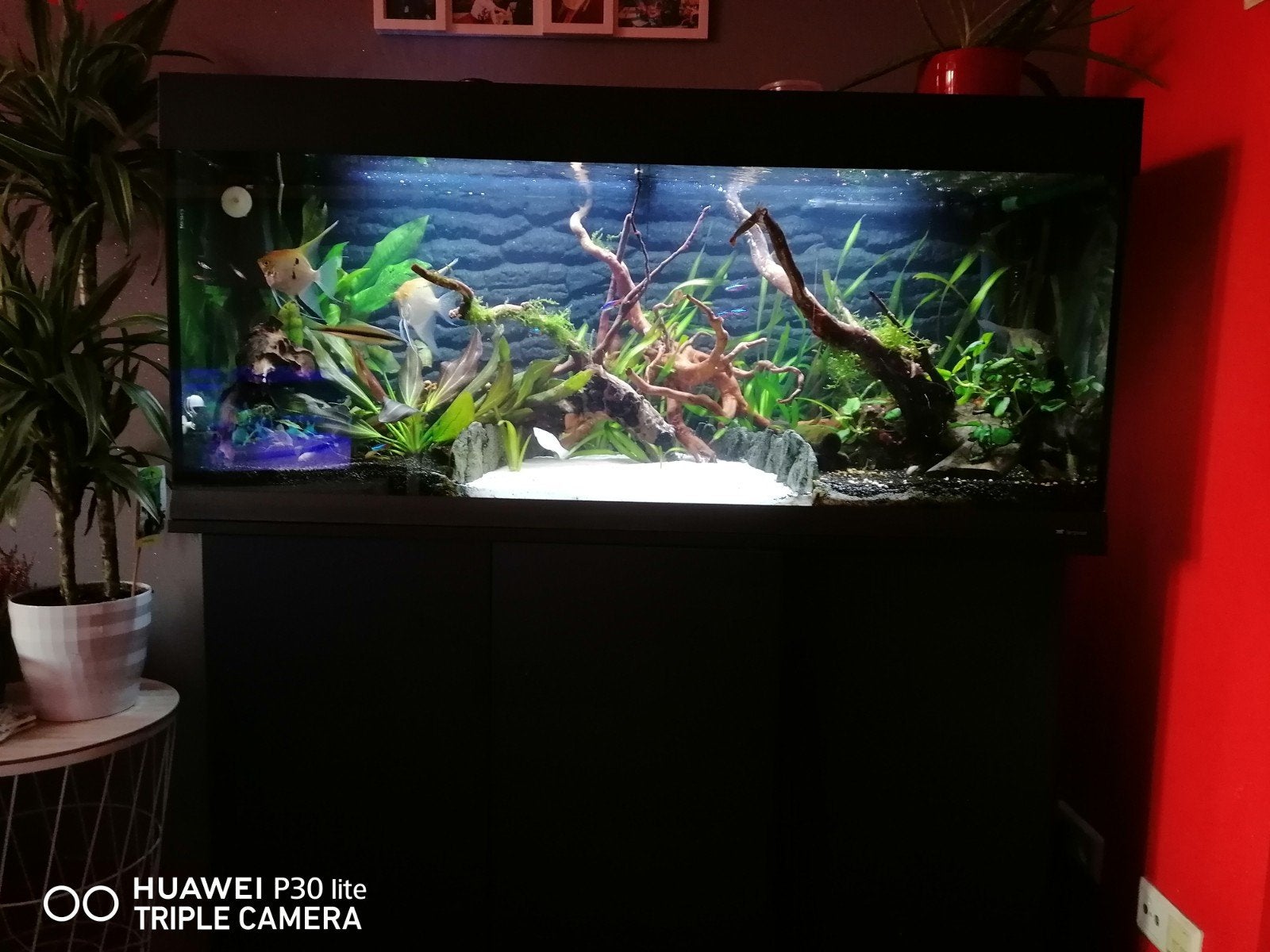 Aquarium: Ferplast 220L met een prachtig 3D-achterwand, Dieren en Toebehoren, Vissen | Aquaria en Toebehoren, Zo goed als nieuw