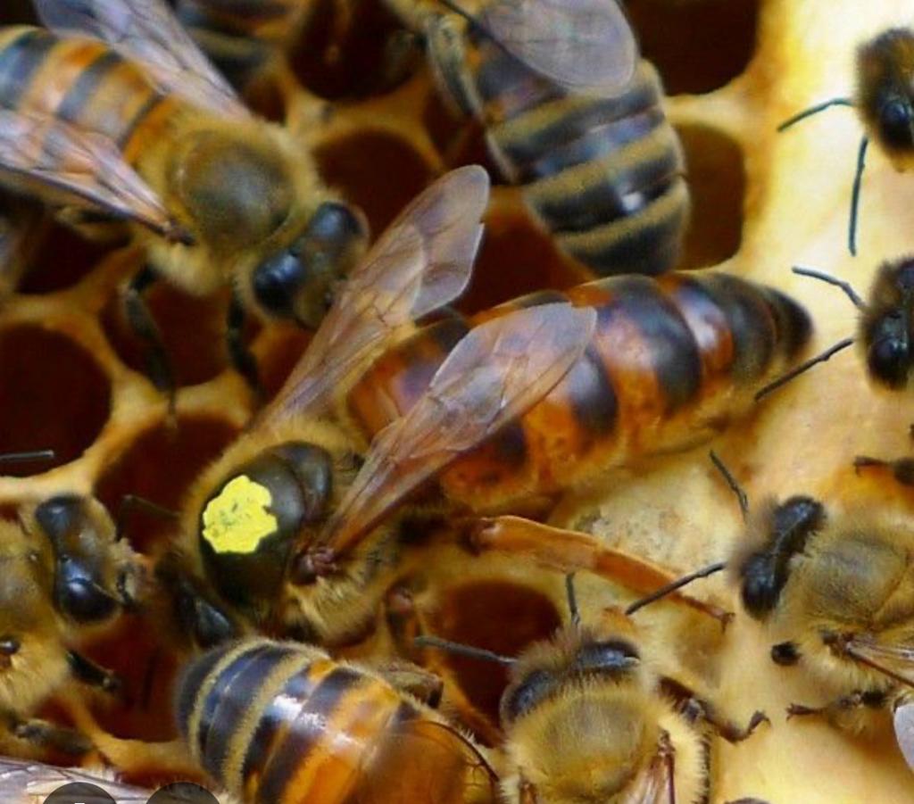 Buckfast F1,F0 koninginnen., Dieren en Toebehoren, Bijen