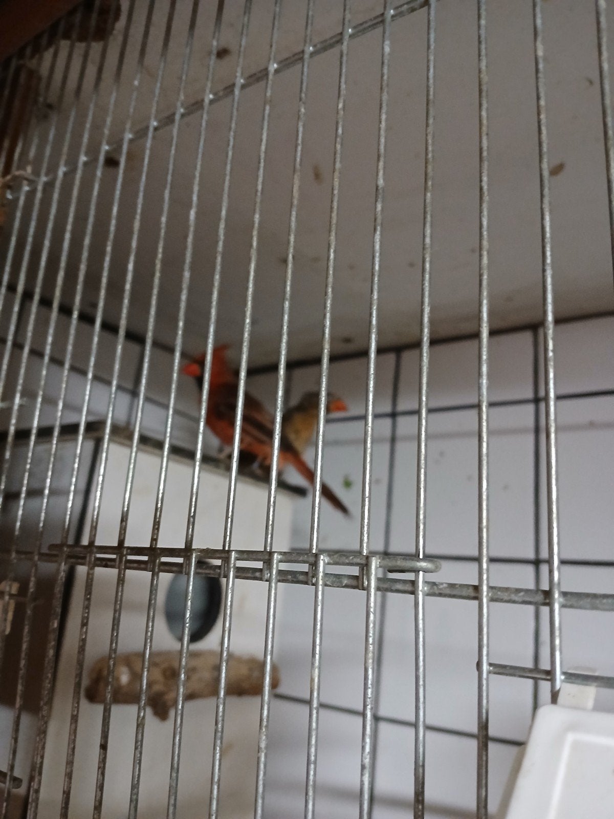 Koppel Kardinalen geringd, Meerdere dieren, Geringd