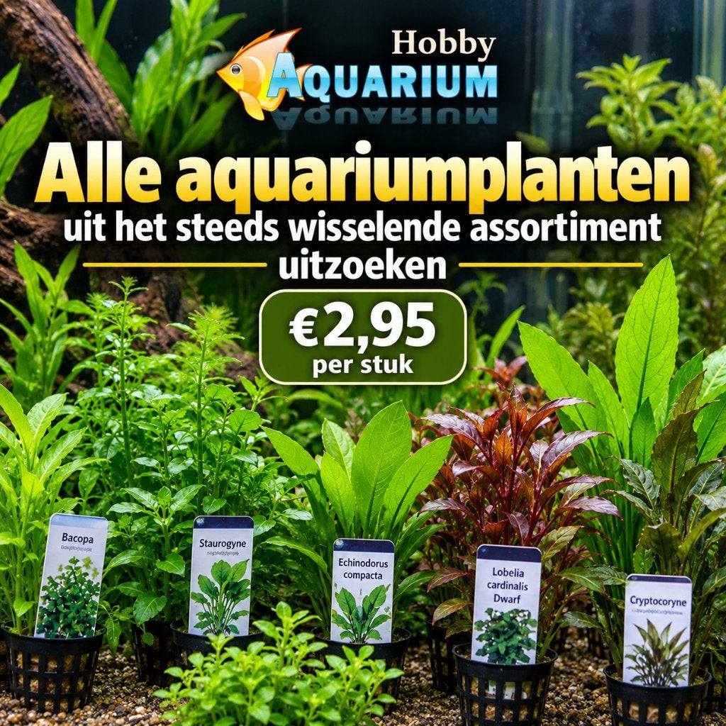 Dond 24 Sept start Planten duur ? aktie overzicht uitzoeken, Vis