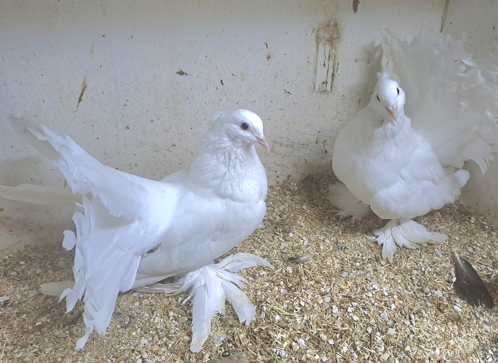 Koppel witte indiase pauwstaarten., Dieren en Toebehoren, Vogels | Duiven, Meerdere dieren, Overige soorten