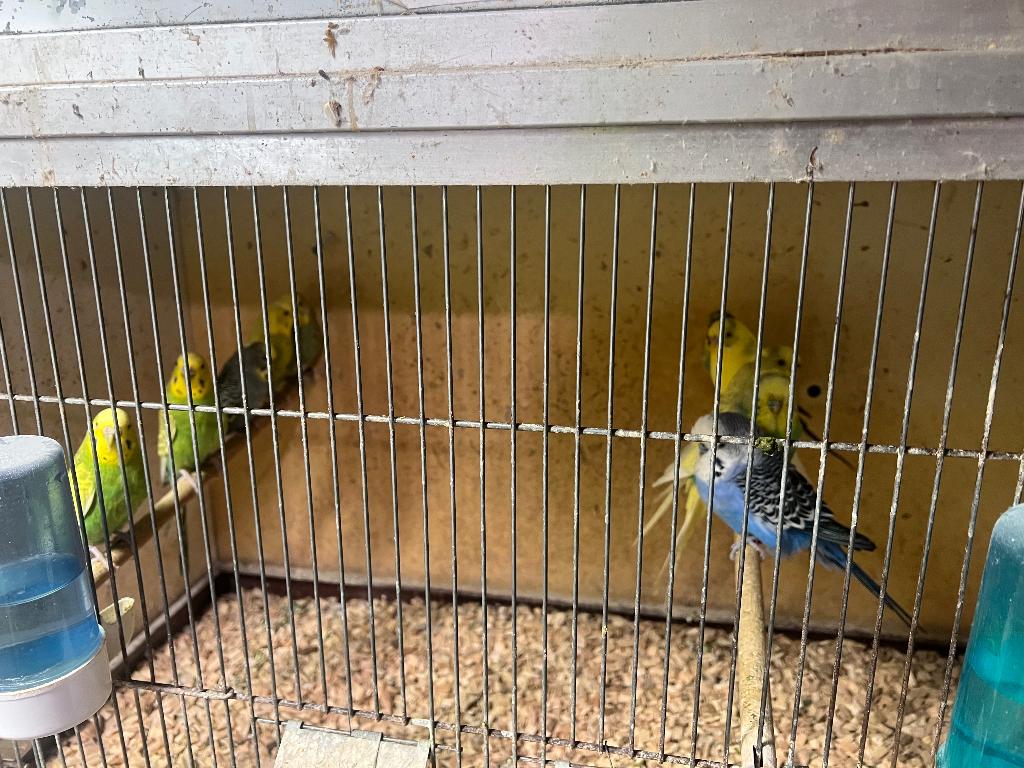 Diverse Vogels tekoop.  en  kooien  tekoop, Dieren en Toebehoren, Meerdere dieren, Parkiet