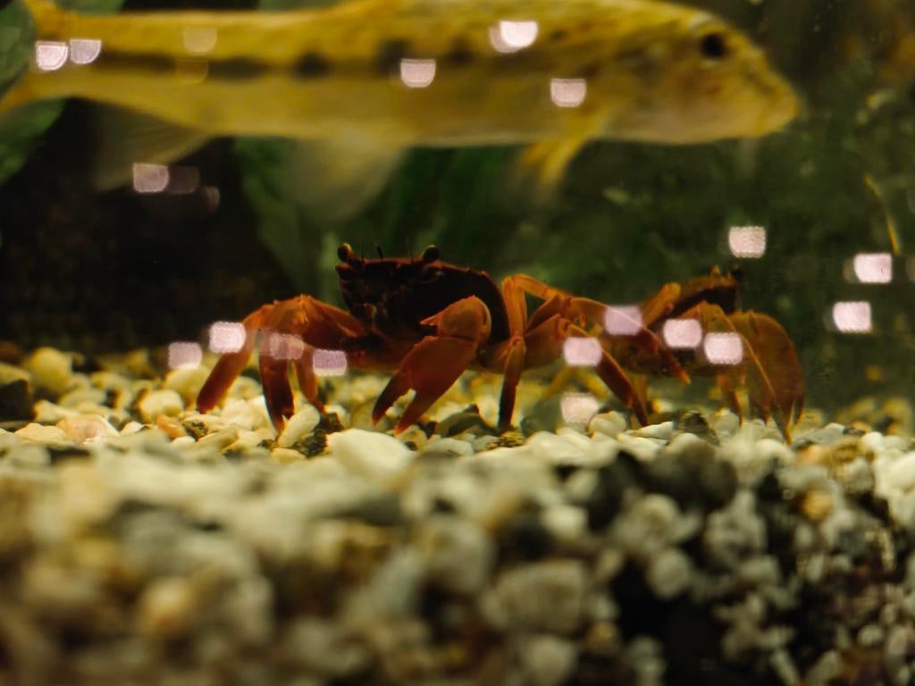 Zoetwaterkrab Parathelphusaa ferruginea, Dieren en Toebehoren, Kreeft, Krab of Garnaal, Zoetwatervis
