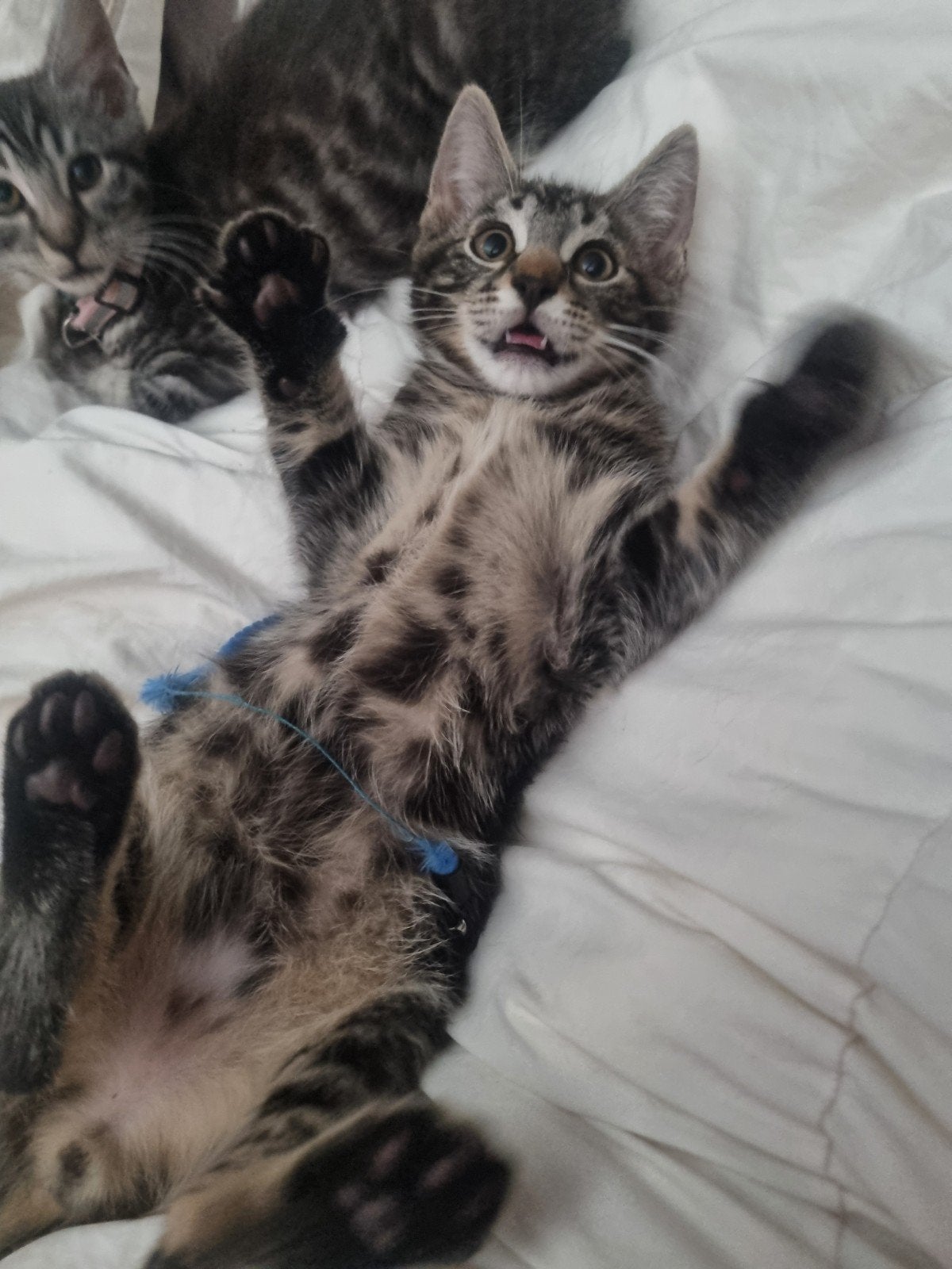 ️Laatste lief katertje BENGAAL X MAINE COON, Meerdere dieren, Gechipt, 0 tot 2 jaar
