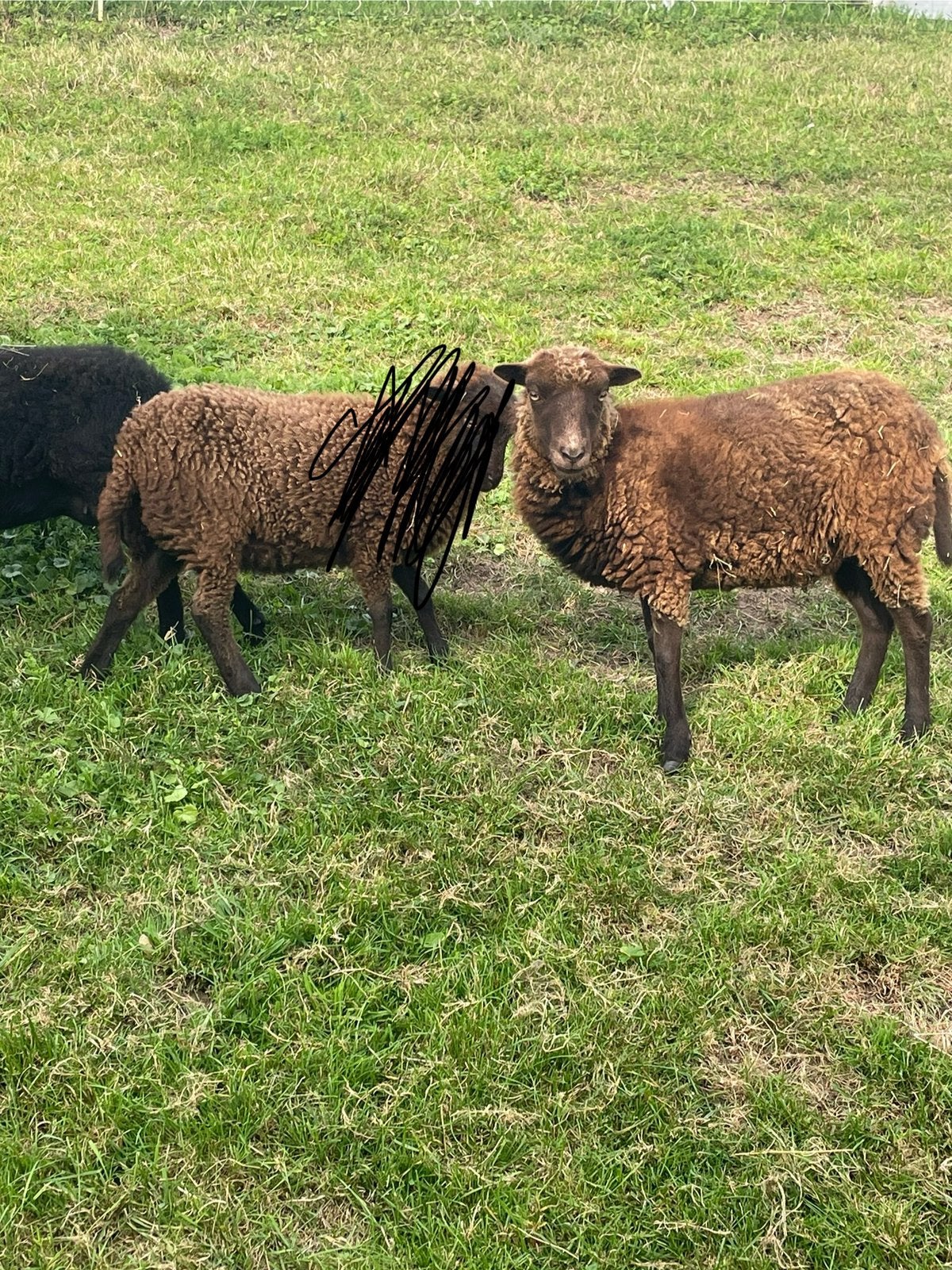 ouessant schaapjes nog 2 beschikbaar, Dieren en Toebehoren, Vrouwelijk, Schaap