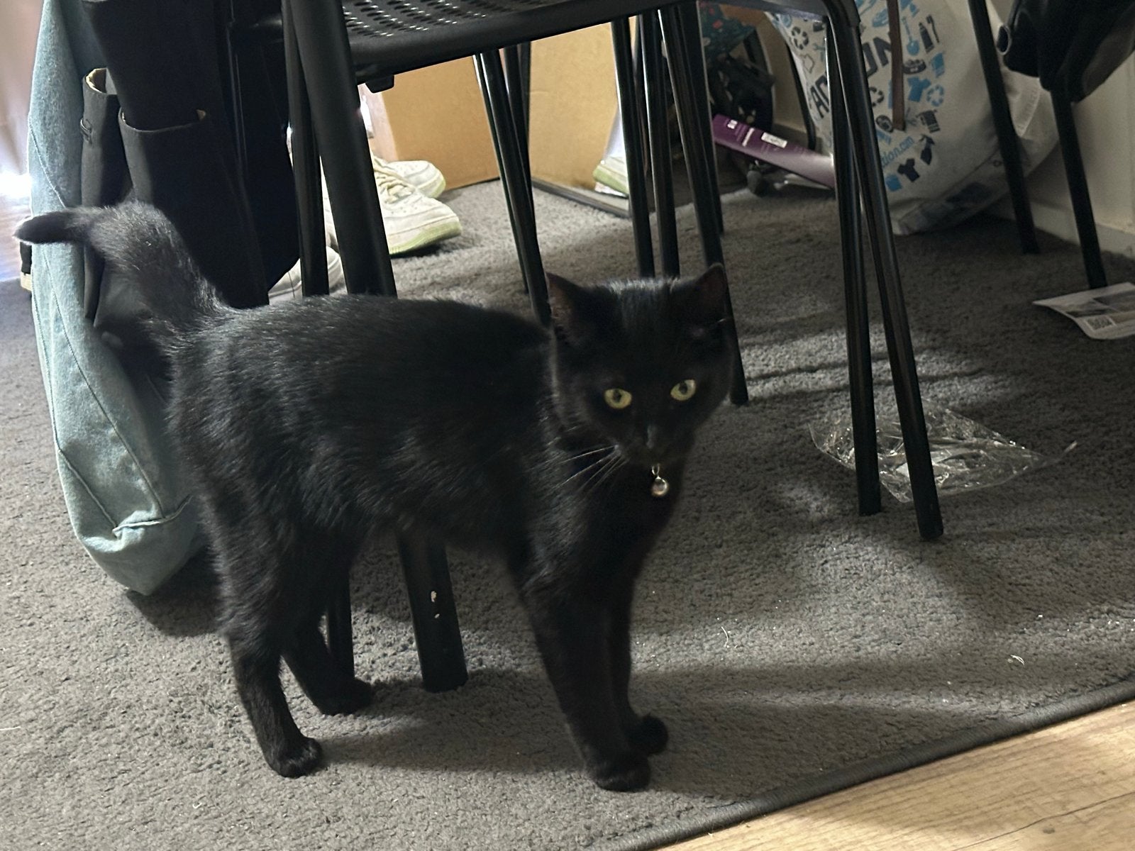 2 jarige zwarte europees kortharige poes te koop, Dieren en Toebehoren, Poes, Kortharig, 0 tot 2 jaar