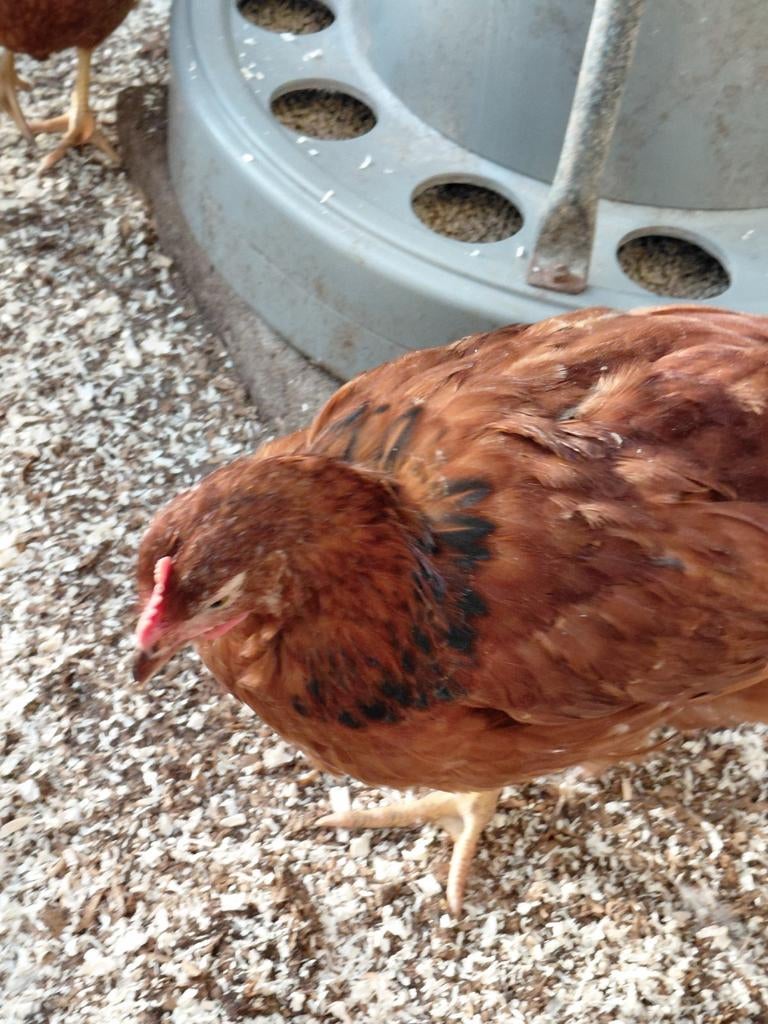 Jonge haantjes te koop., Dieren en Toebehoren, Pluimvee, Mannelijk, Kip