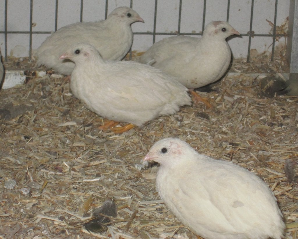 chinese dwergkwartels, Dieren en Toebehoren, Pluimvee, Meerdere dieren, Overige soorten