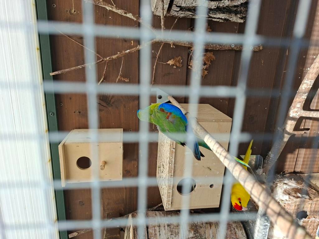 7 turquasine parkieten te koop of ruilen, Dieren en Toebehoren, Vogels | Parkieten en Papegaaien, Meerdere dieren, Parkiet