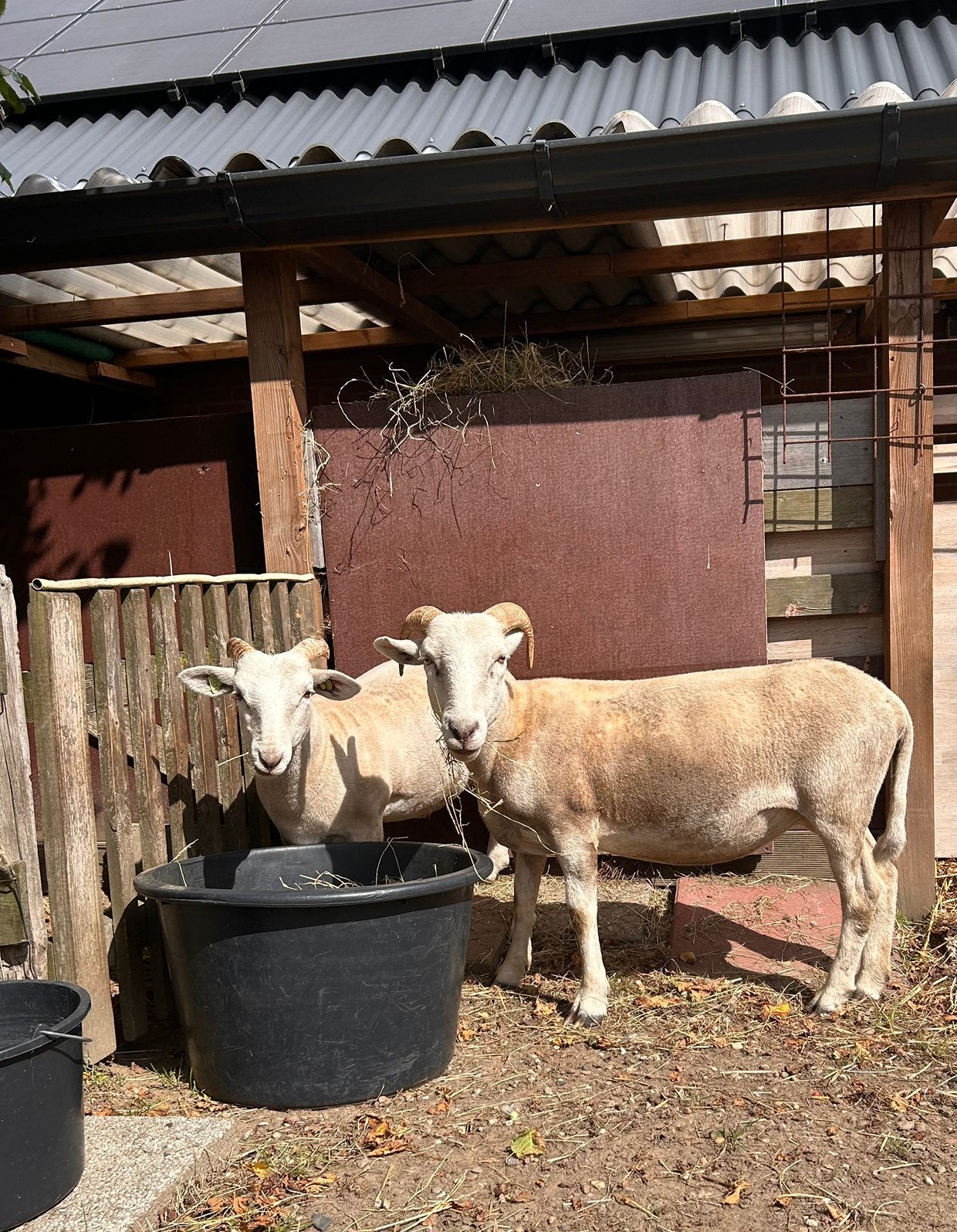 Wiltshire Horn ooien raszuiver stamboek, Dieren en Toebehoren, Schapen, Geiten en Varkens, Vrouwelijk, Schaap, 0 tot 2 jaar