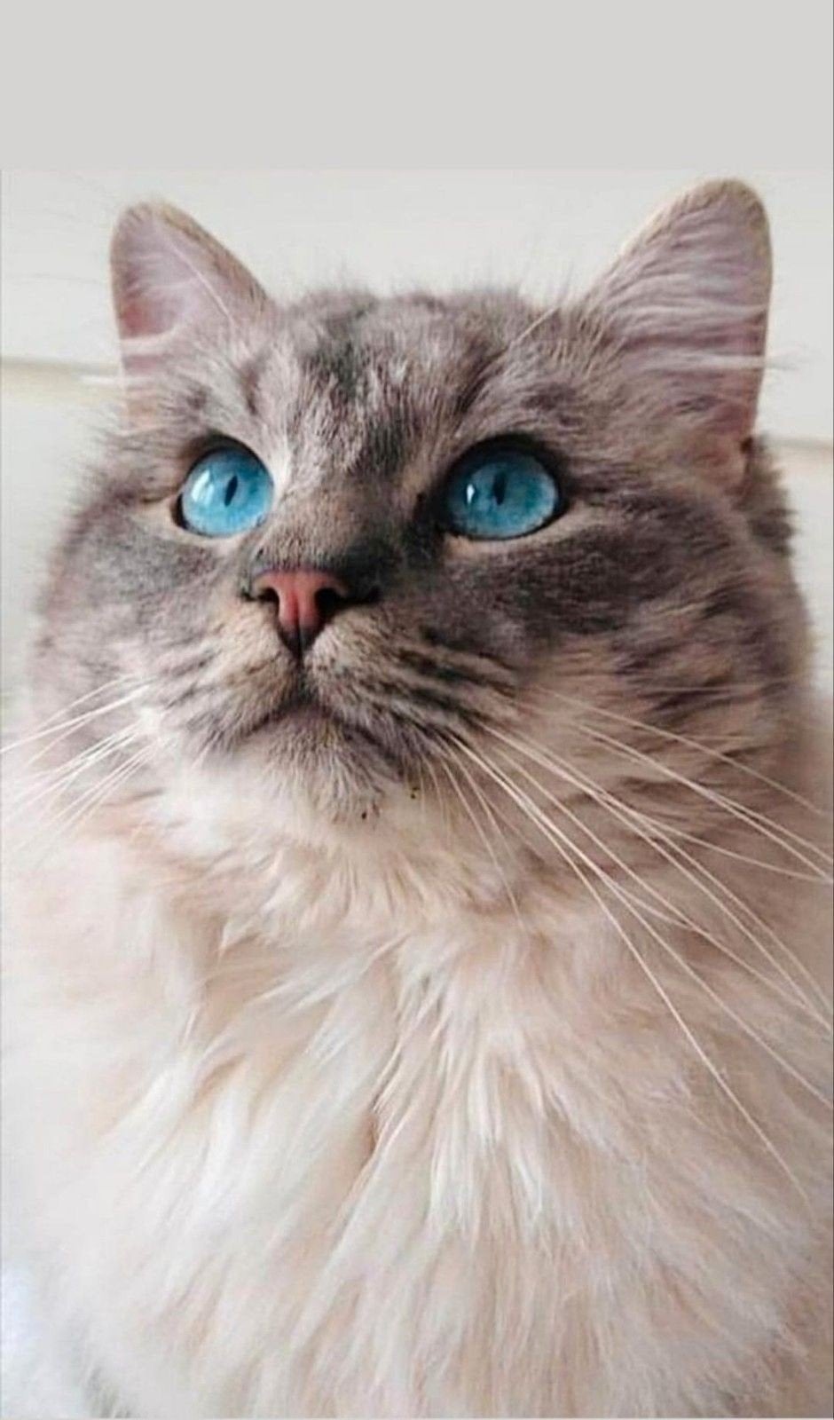Ragdoll dekkater met dekkingsgaratie, Dieren en Toebehoren, Kater, Gechipt, 0 tot 2 jaar