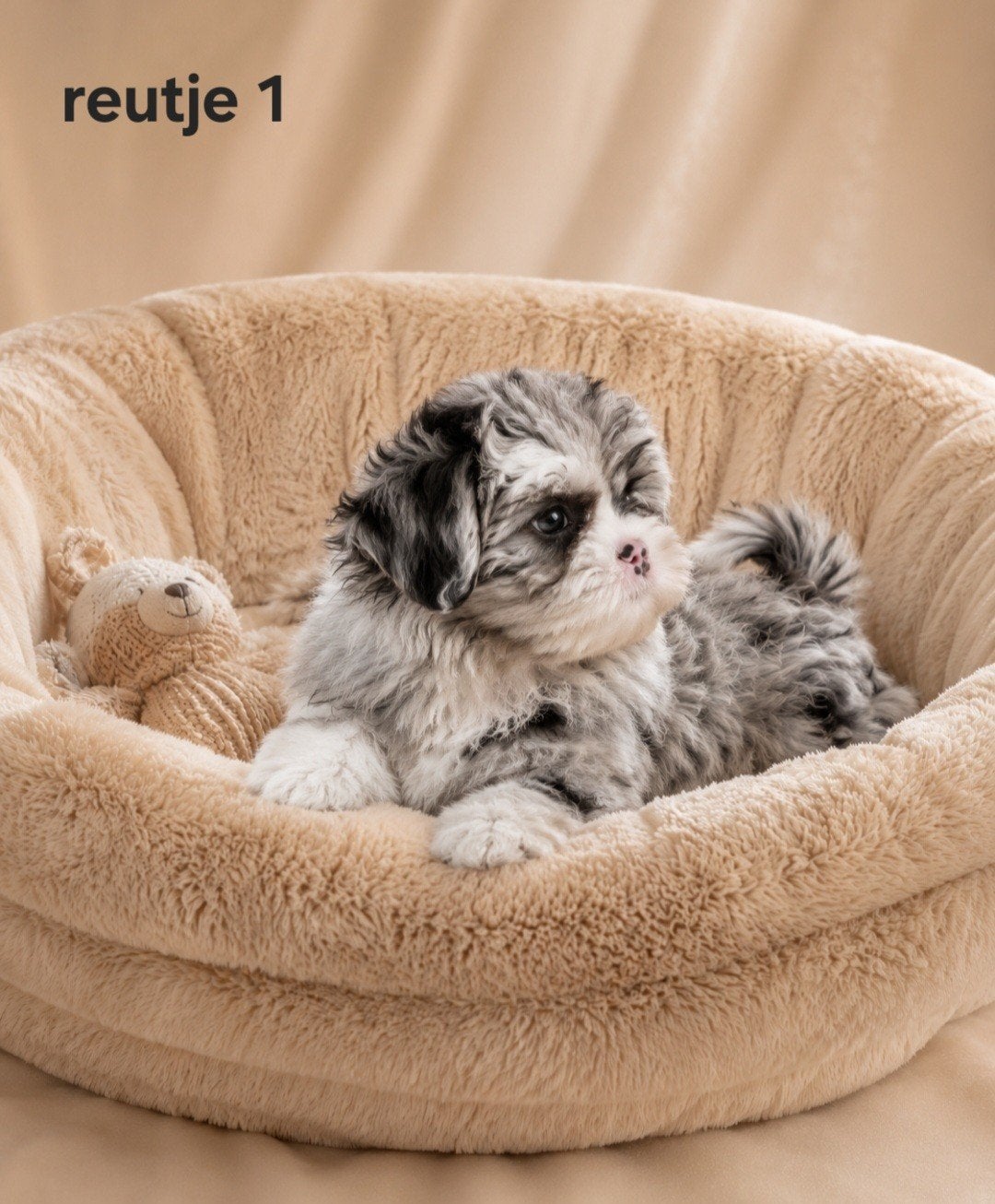 super mooie boomer pups. shih tzu maal maltezer, Dieren en Toebehoren, Parvo, Overige rassen, 8 tot 15 weken, Meerdere