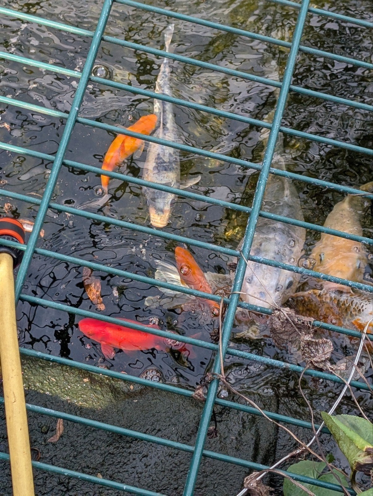 ivm tuin verandering diverse koi's te koop, Dieren en Toebehoren, Goudvis(sen)