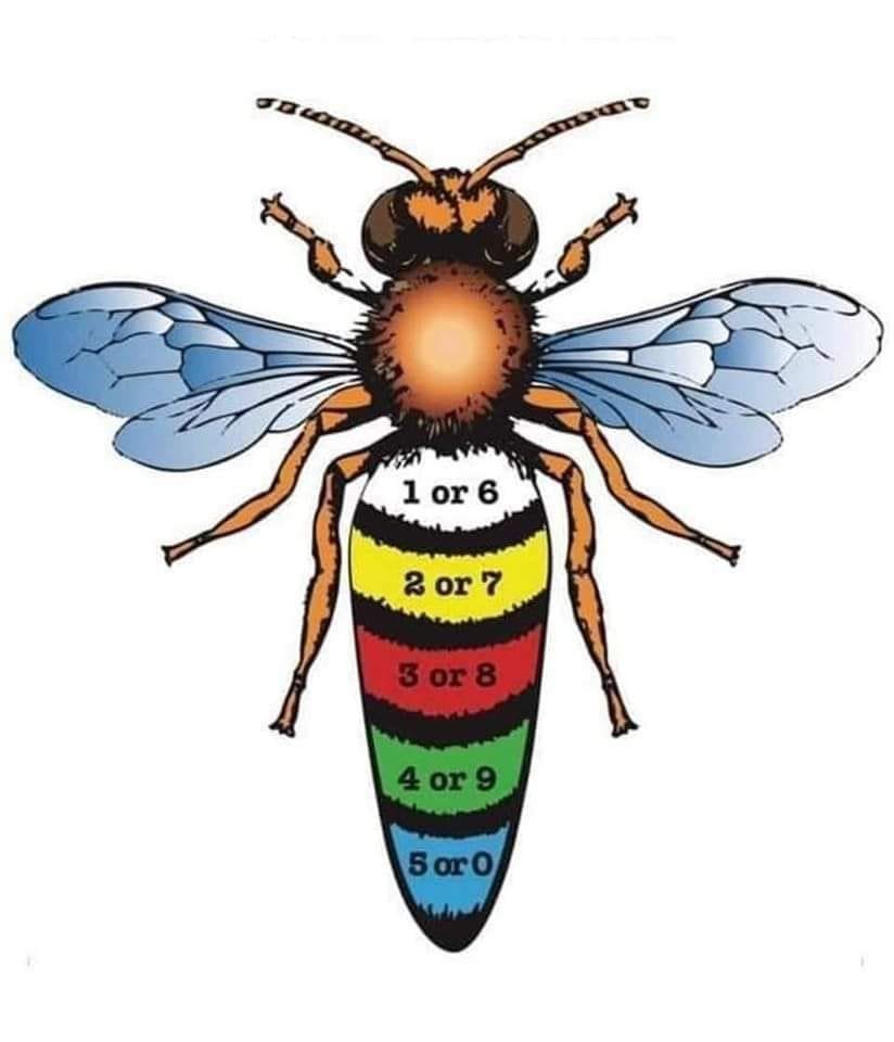 Carnica bijen, Dieren en Toebehoren, Bijen