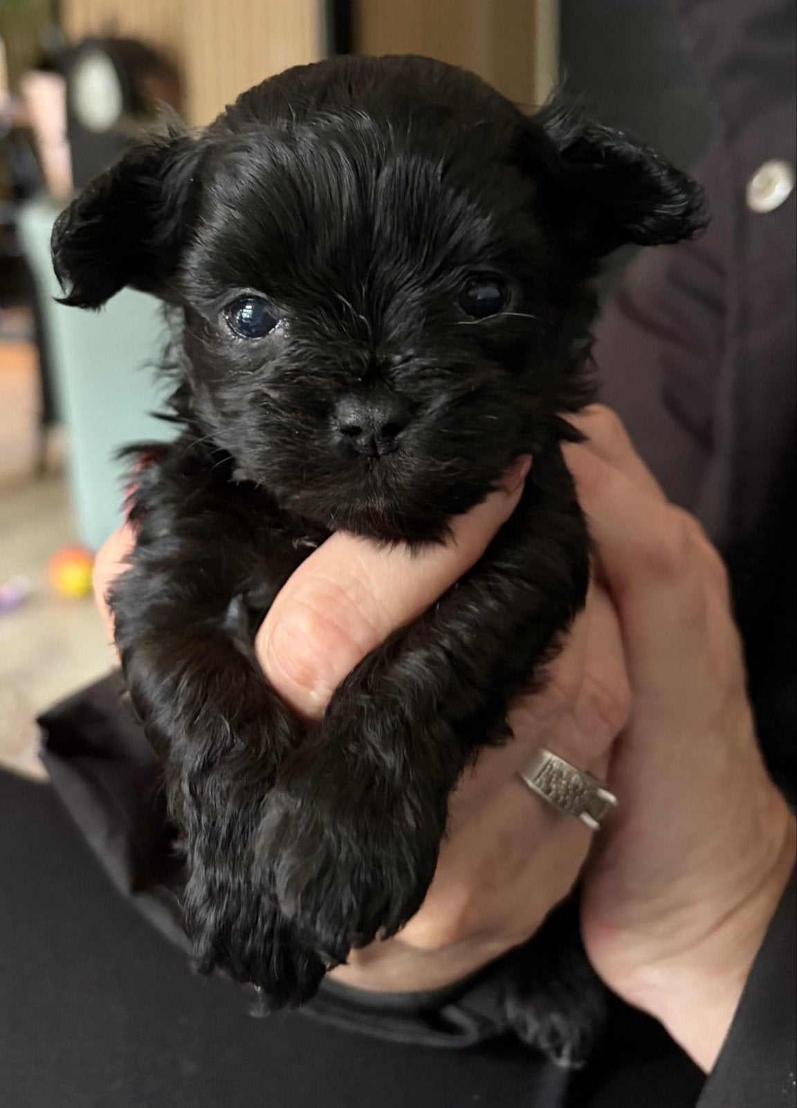 Mini Toy Poedel x Chihuahua (Poo-Chi) pups, Poedel, 8 tot 15 weken, Parvo, Meerdere
