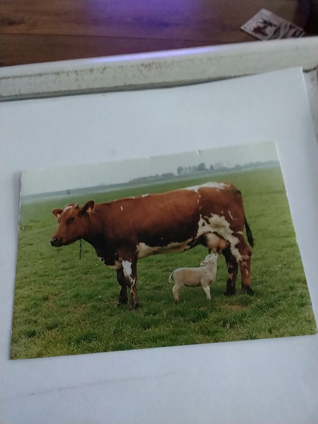 Foto van koe met lam in de wei. 1996, Ophalen of Verzenden, 1980 tot heden
