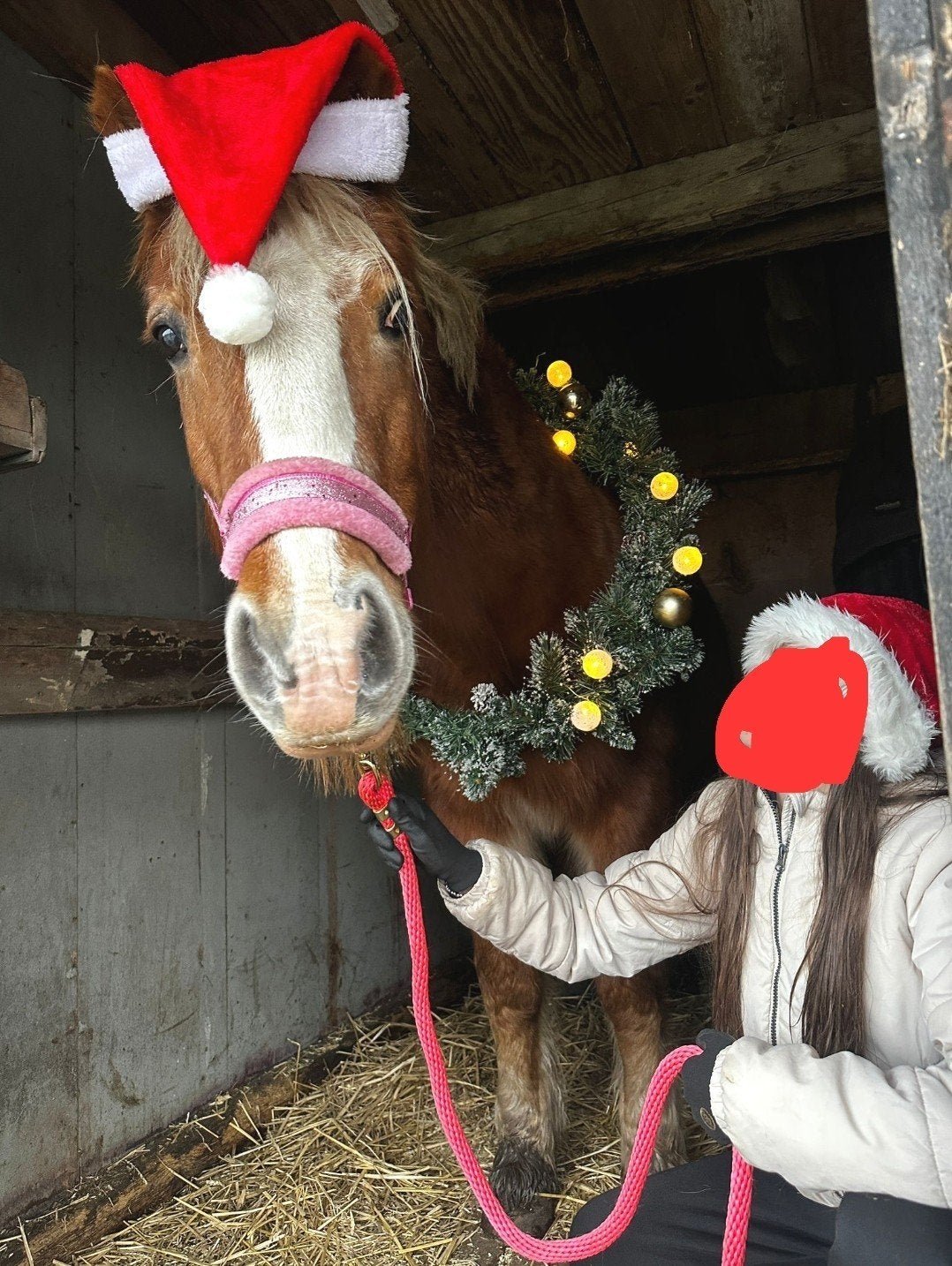 bijrijder(s) gezocht voor 2 haflingers, Dieren en Toebehoren, Paarden en Pony's | Verzorgingsproducten, Overige merken, Ophalen
