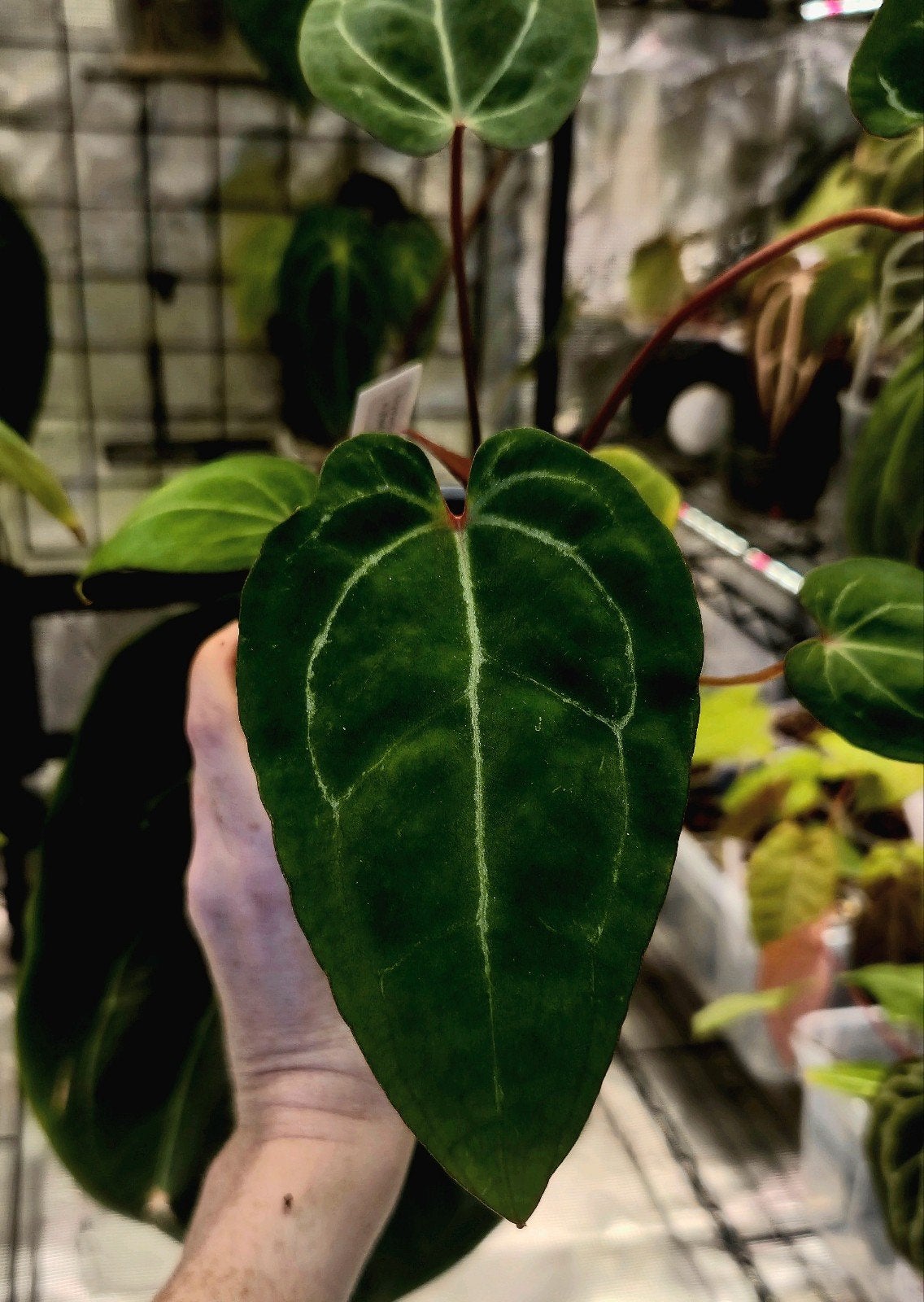 Anthurium Crystallinum x Red Spider x Forgetii Dark Form, Verzenden, Halfschaduw, Minder dan 100 cm