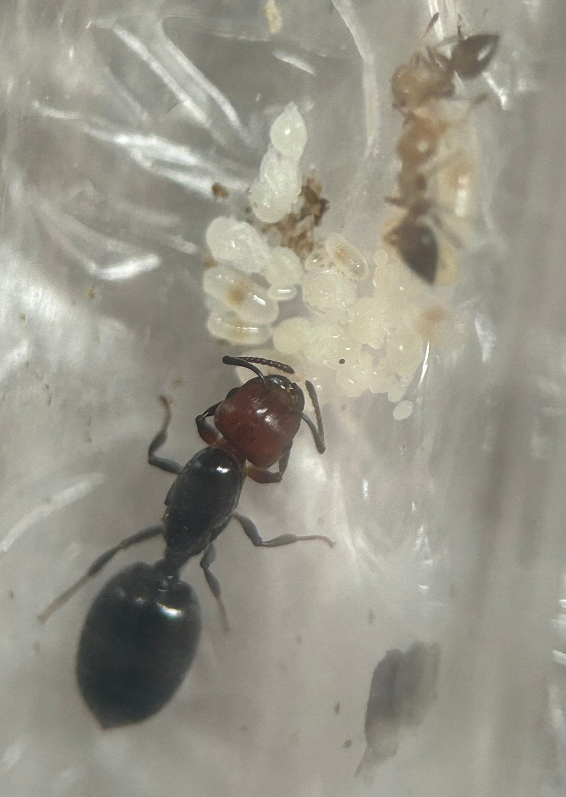 Crematogaster scutellaris q met 5-10 werksters / mieren ant, Dieren en Toebehoren, Insecten en Spinnen