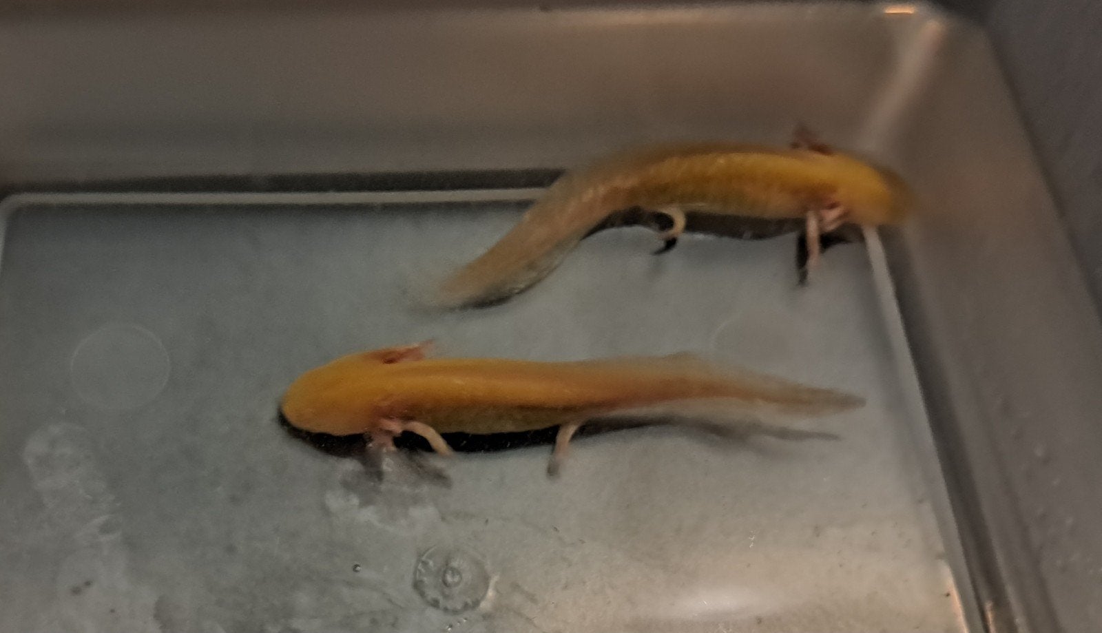 2 Golden Axolotl baby's, Amfibie, 0 tot 2 jaar
