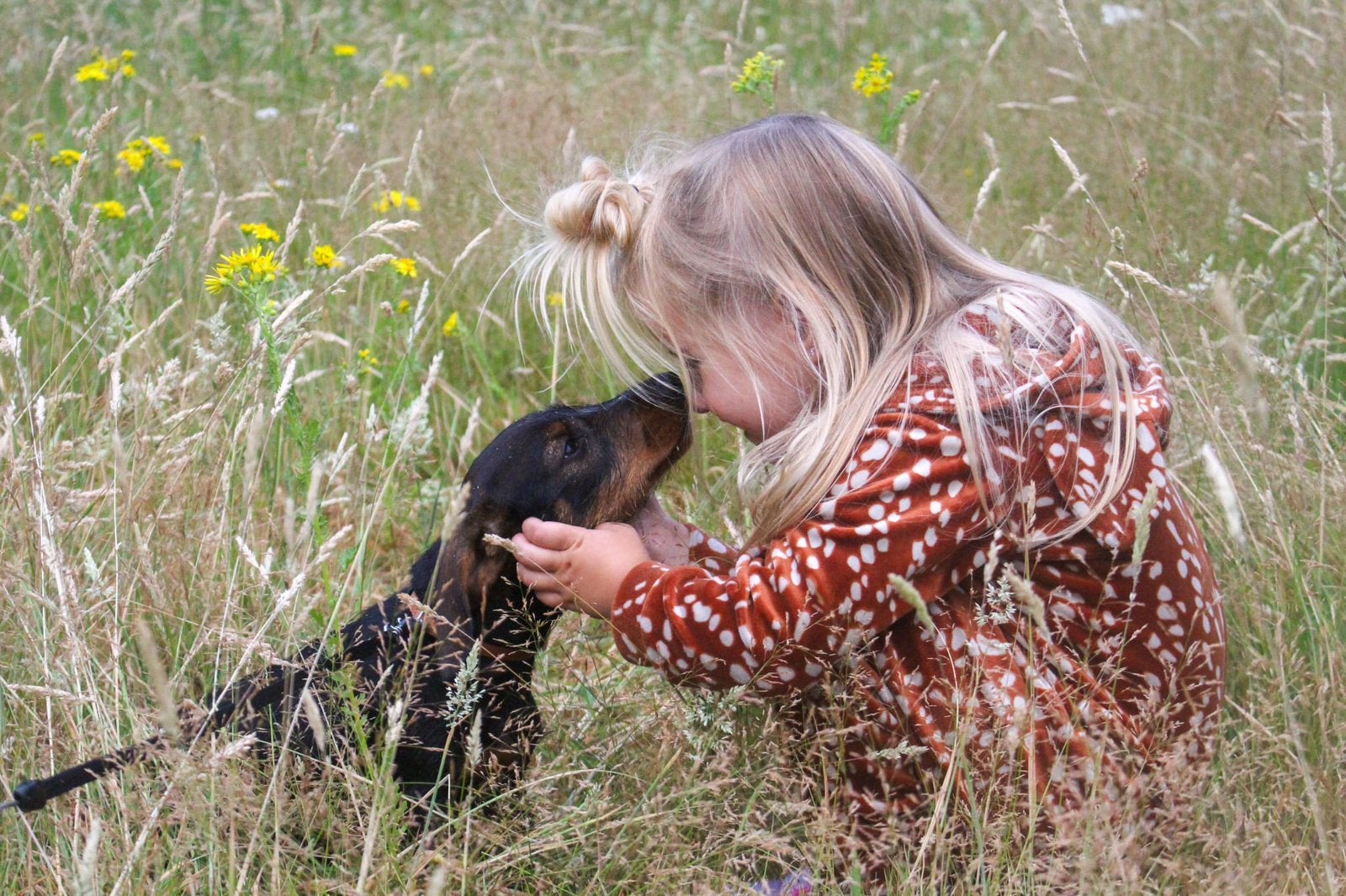 Lieve Teckelpup zoekt gouden mandje, Parvo, Standaard, 8 tot 15 weken, Korthaar