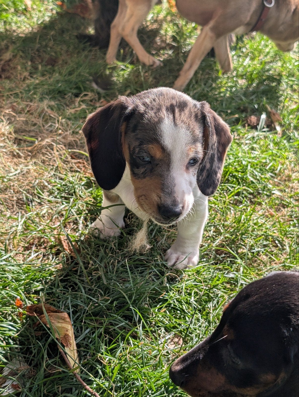 gladhaar teckel pups, Dieren en Toebehoren, Honden | Teckels en Dashonden, Parvo, 8 tot 15 weken, Korthaar, Dwerg