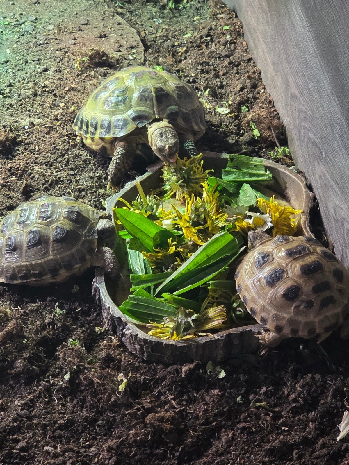 Testudo Horsfieldii Land Schildpadden Tortoise - unknown for sale from Timo