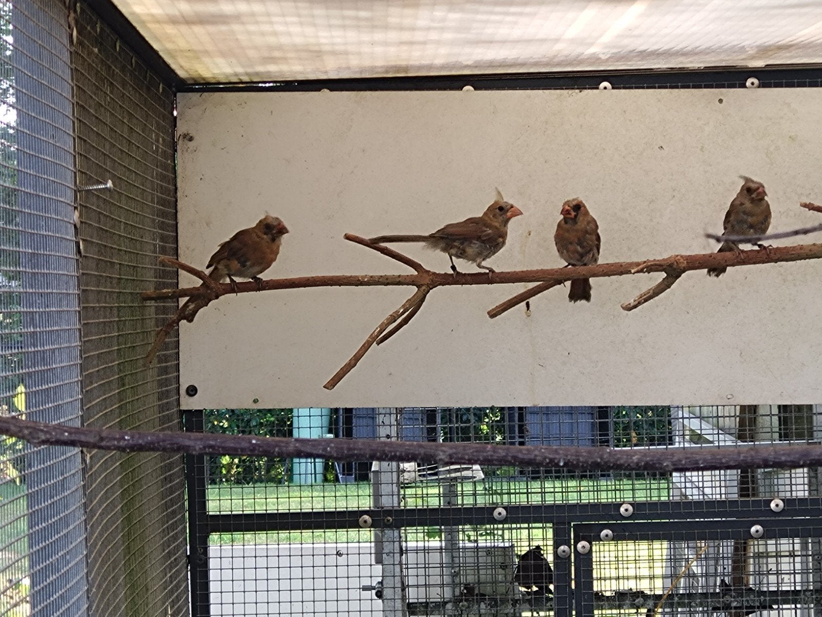 rode kardinaal, Meerdere dieren, Geringd