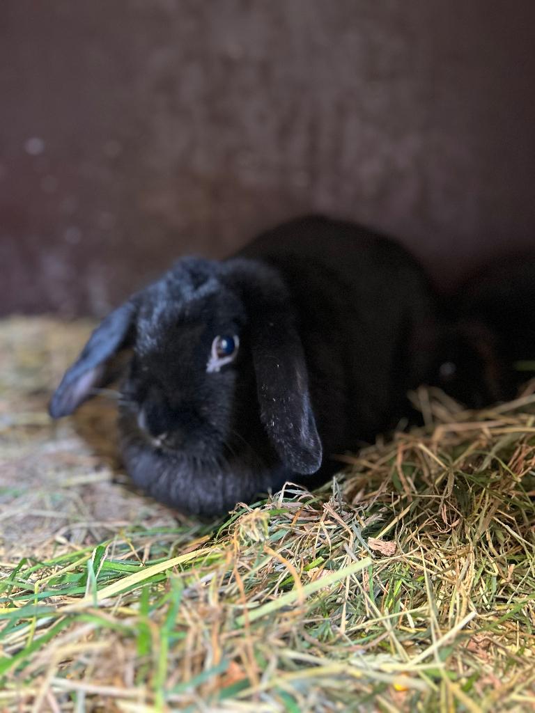 Zwarte vrouwtjes konijnen, Dieren en Toebehoren, Konijnen, Vrouwelijk, Middelgroot, Hangoor, 0 tot 2 jaar