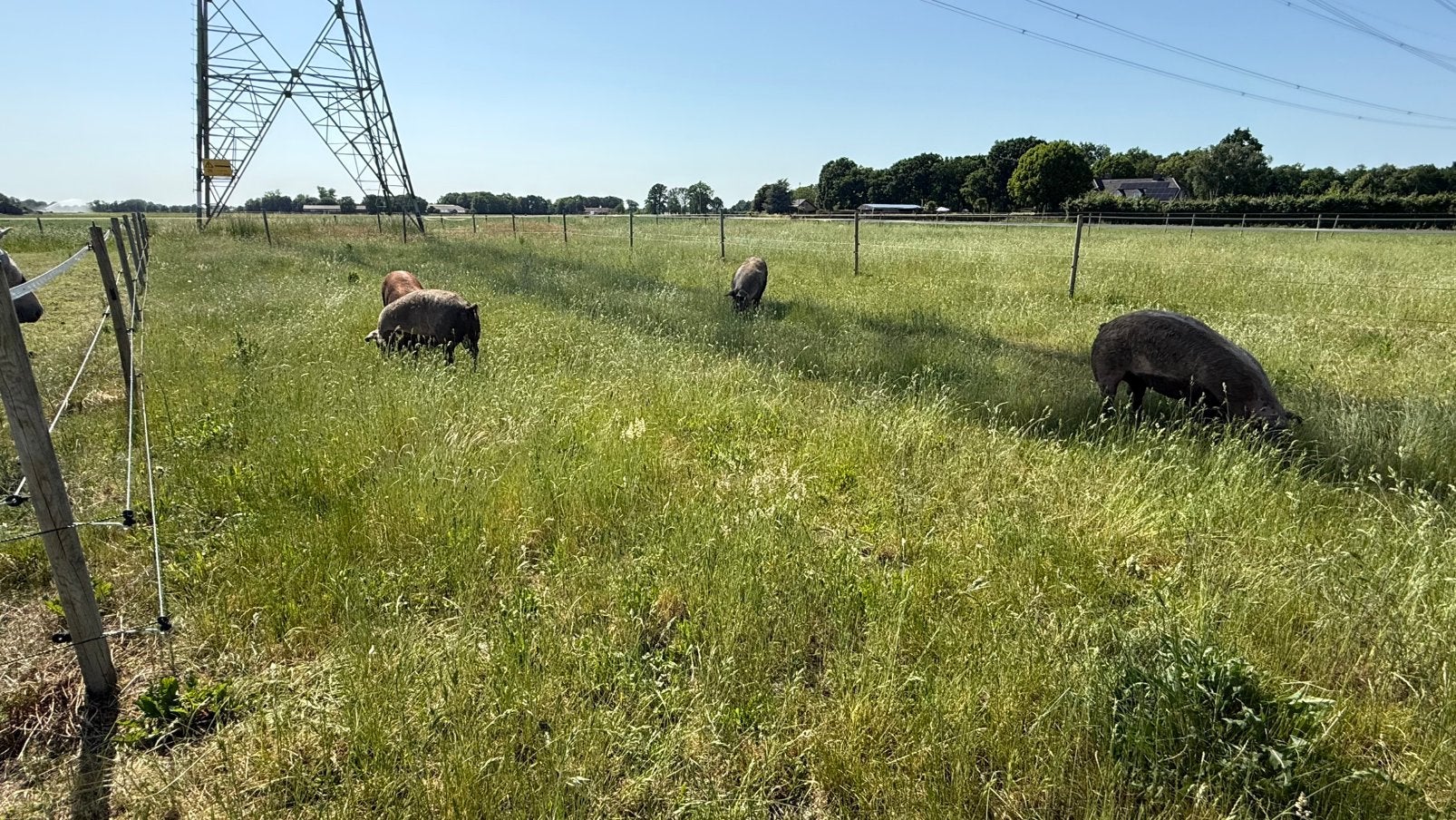 Pietrain X Duroc biggen vanaf half september., Dieren en Toebehoren, Schapen, Geiten en Varkens, Meerdere dieren, Varken
