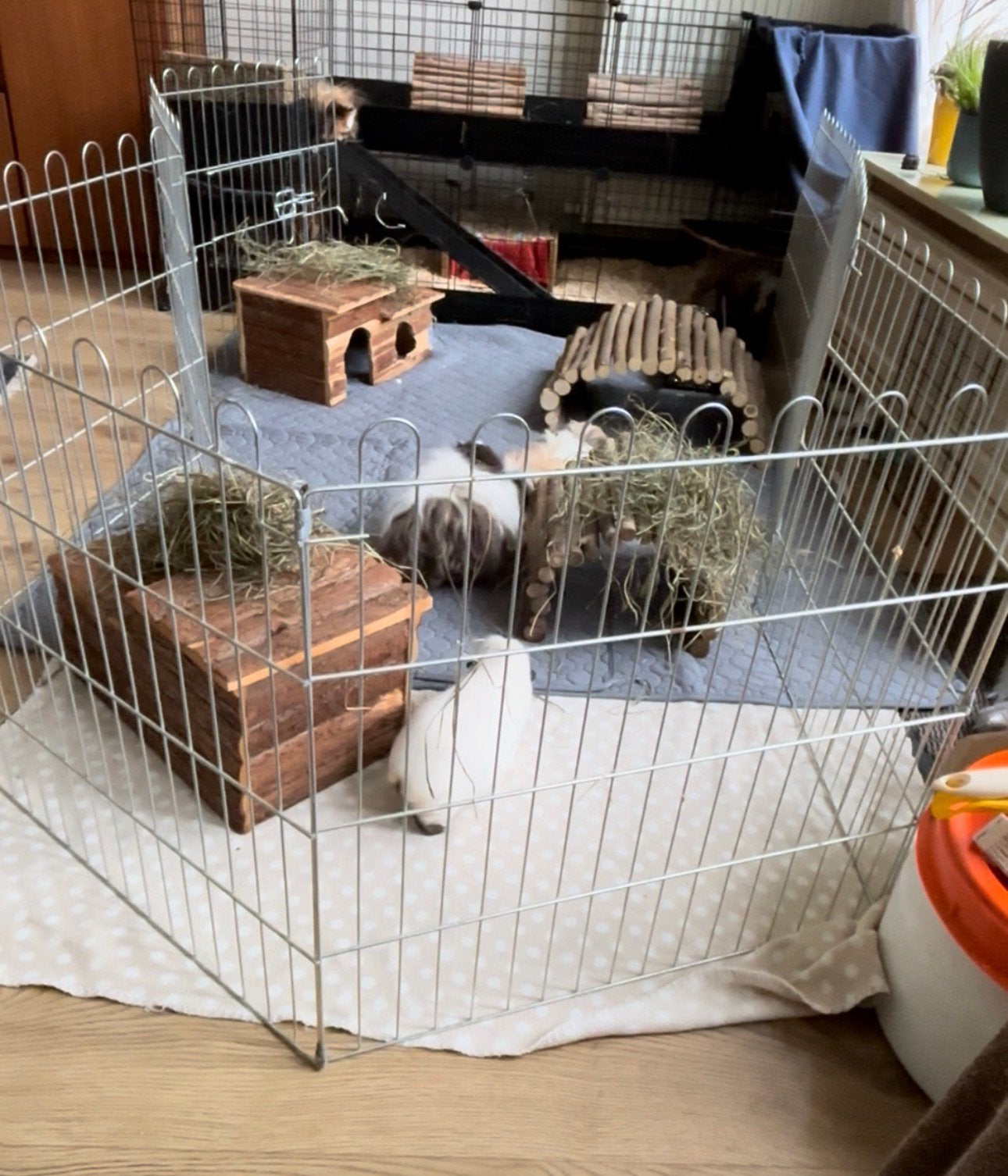 Vakantieopvang voor cavia’s, Dieren en Toebehoren, Knaagdieren, Mei, Cavia
