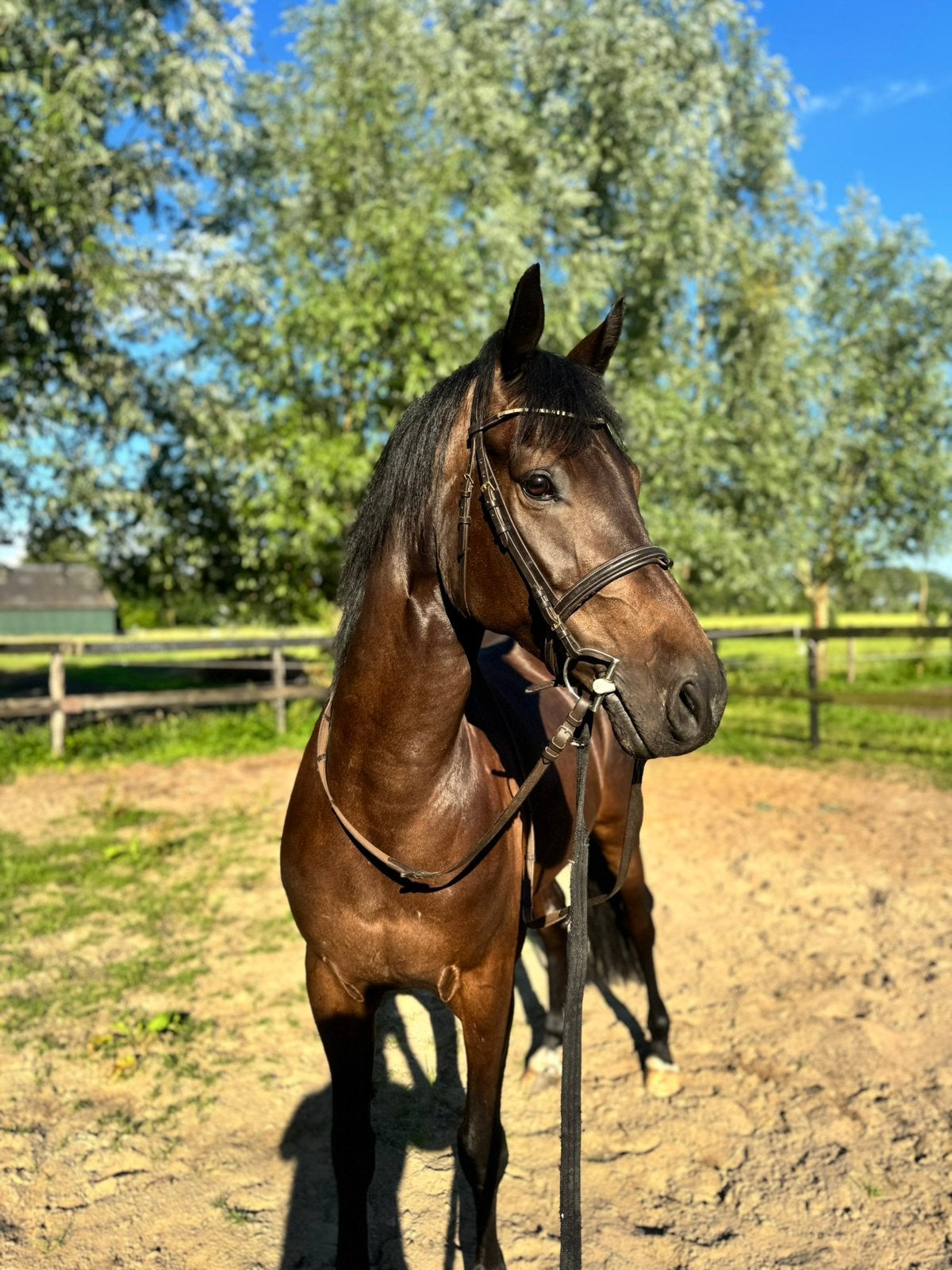 Te koop Mooie 7-jarige ruin, Dieren en Toebehoren, Ruin, Recreatiepaard